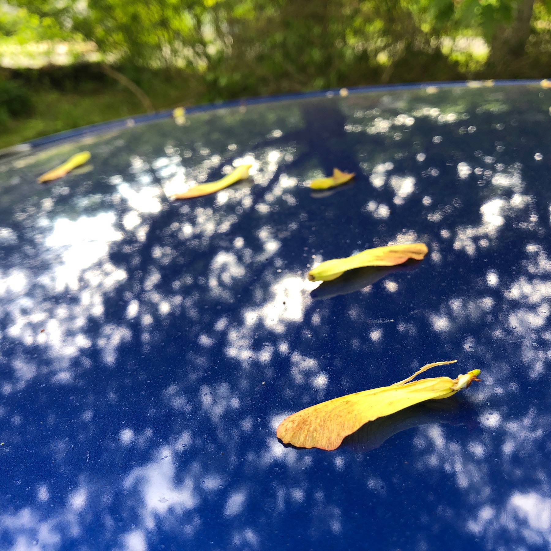 Seeds on car roof.