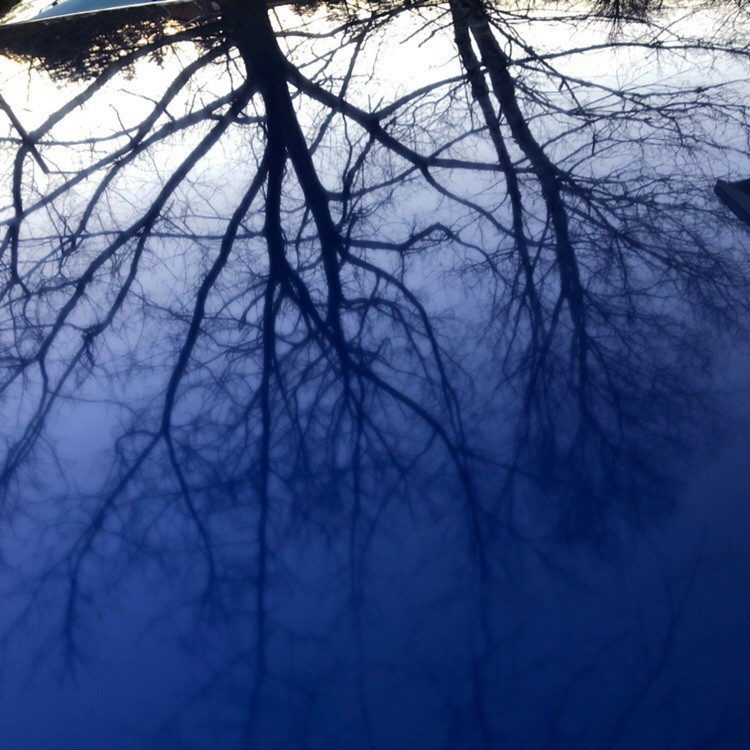 Tree reflected on car roof.