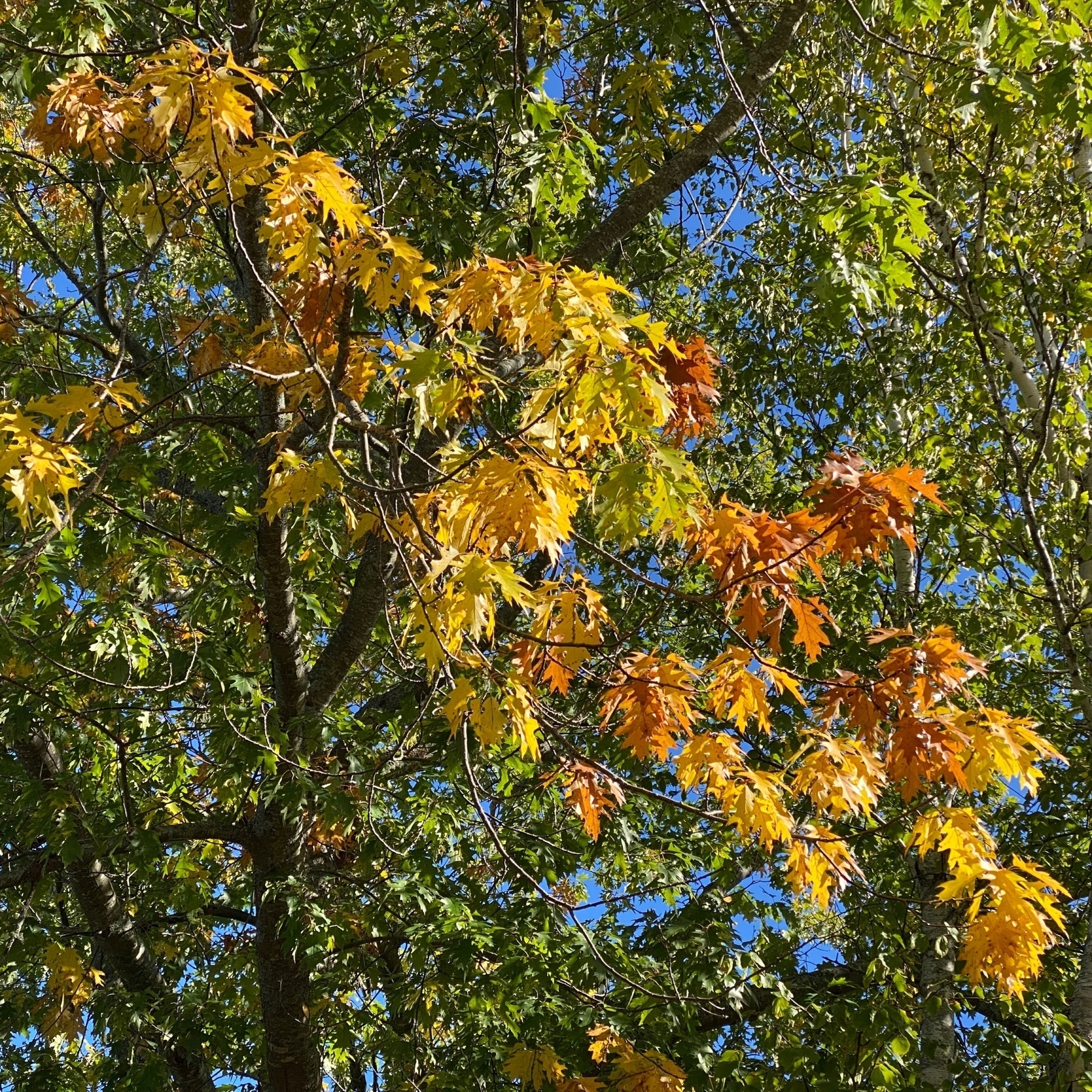 Leaves on oak tree changing colour.