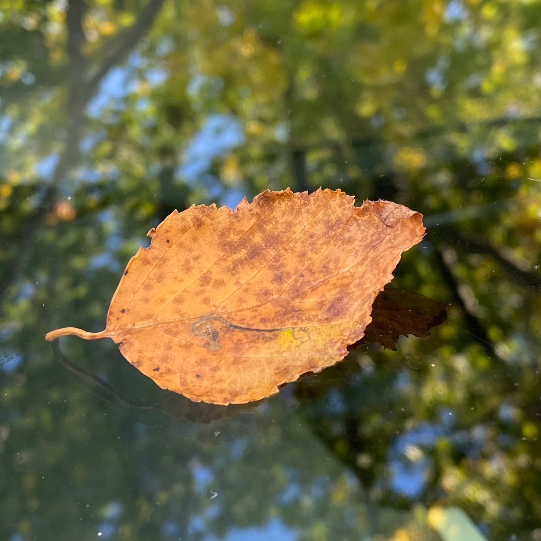 Leaf on glass.