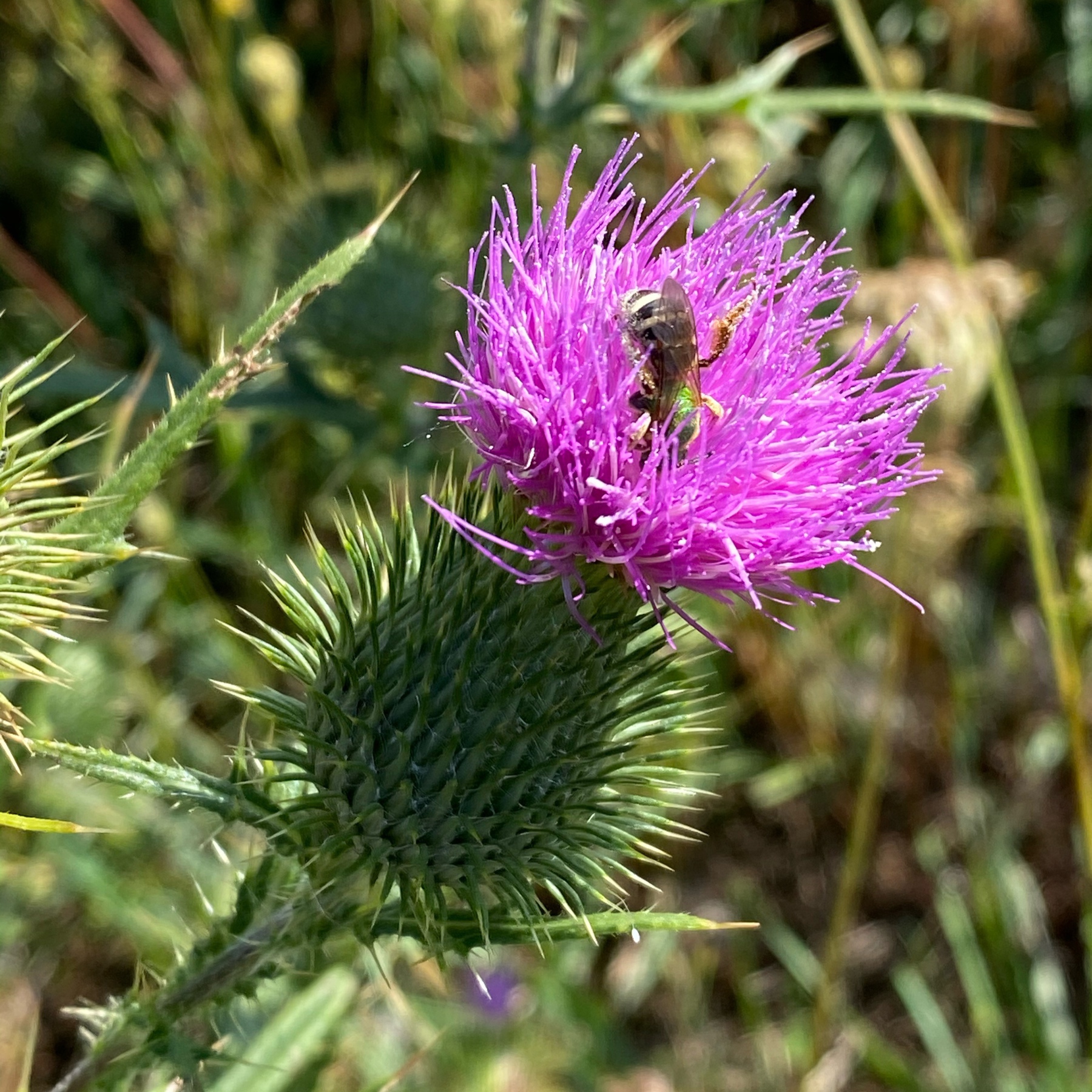 Bee on top of thistle.