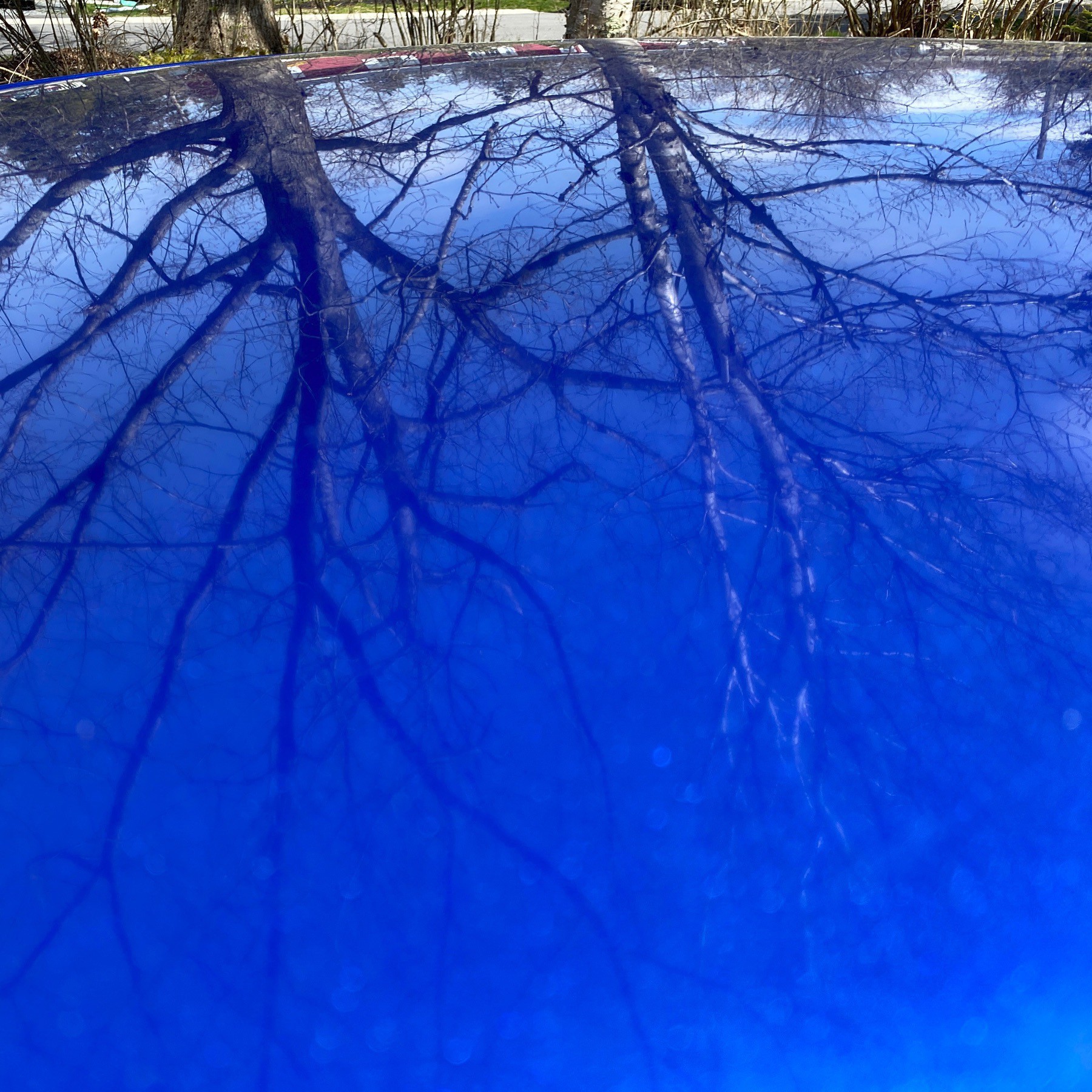 Blue car roof with trees reflected in it.