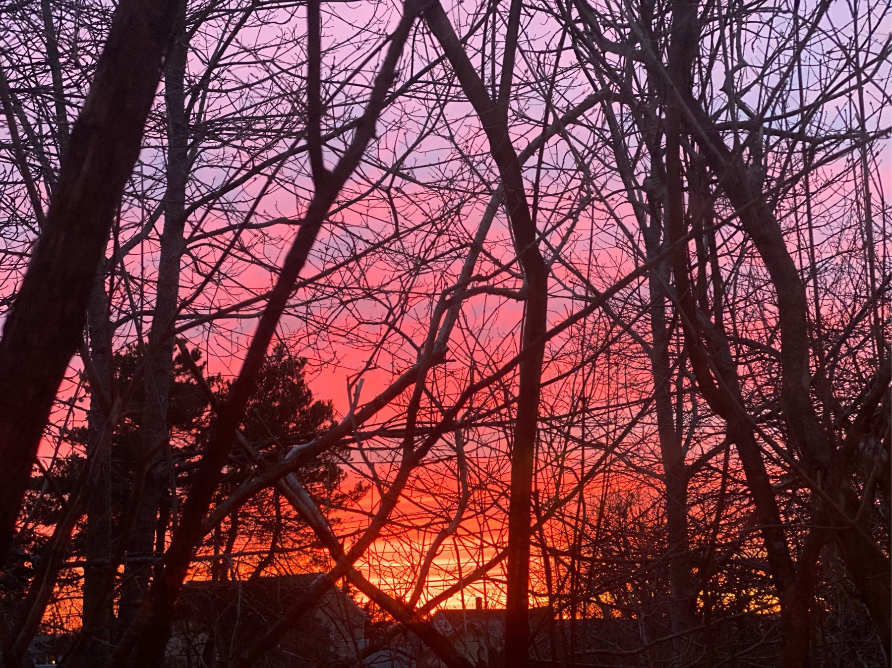Sunset through branches.
