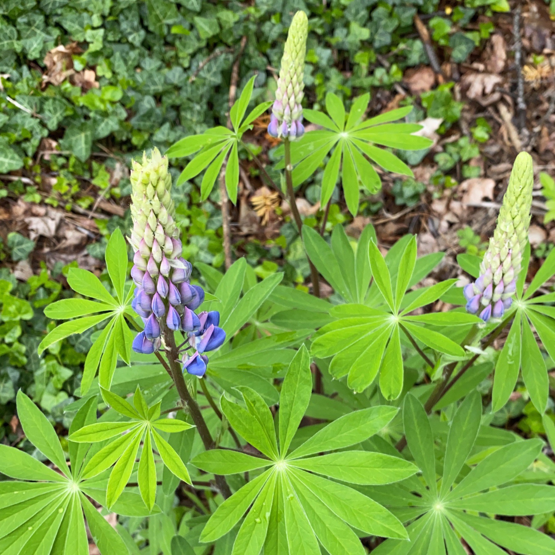 Lupin flowers and leaves.