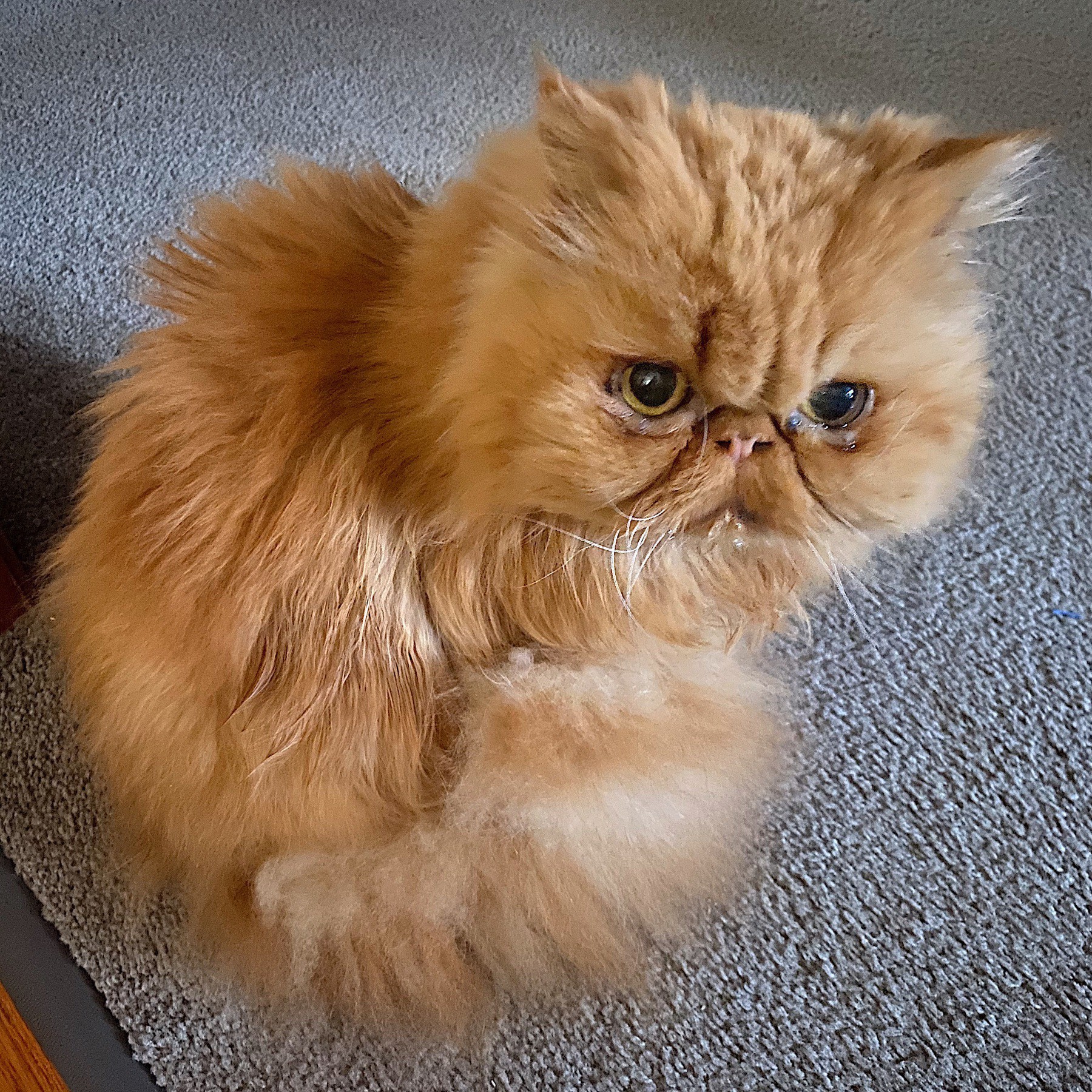 Cat sitting on carpet.
