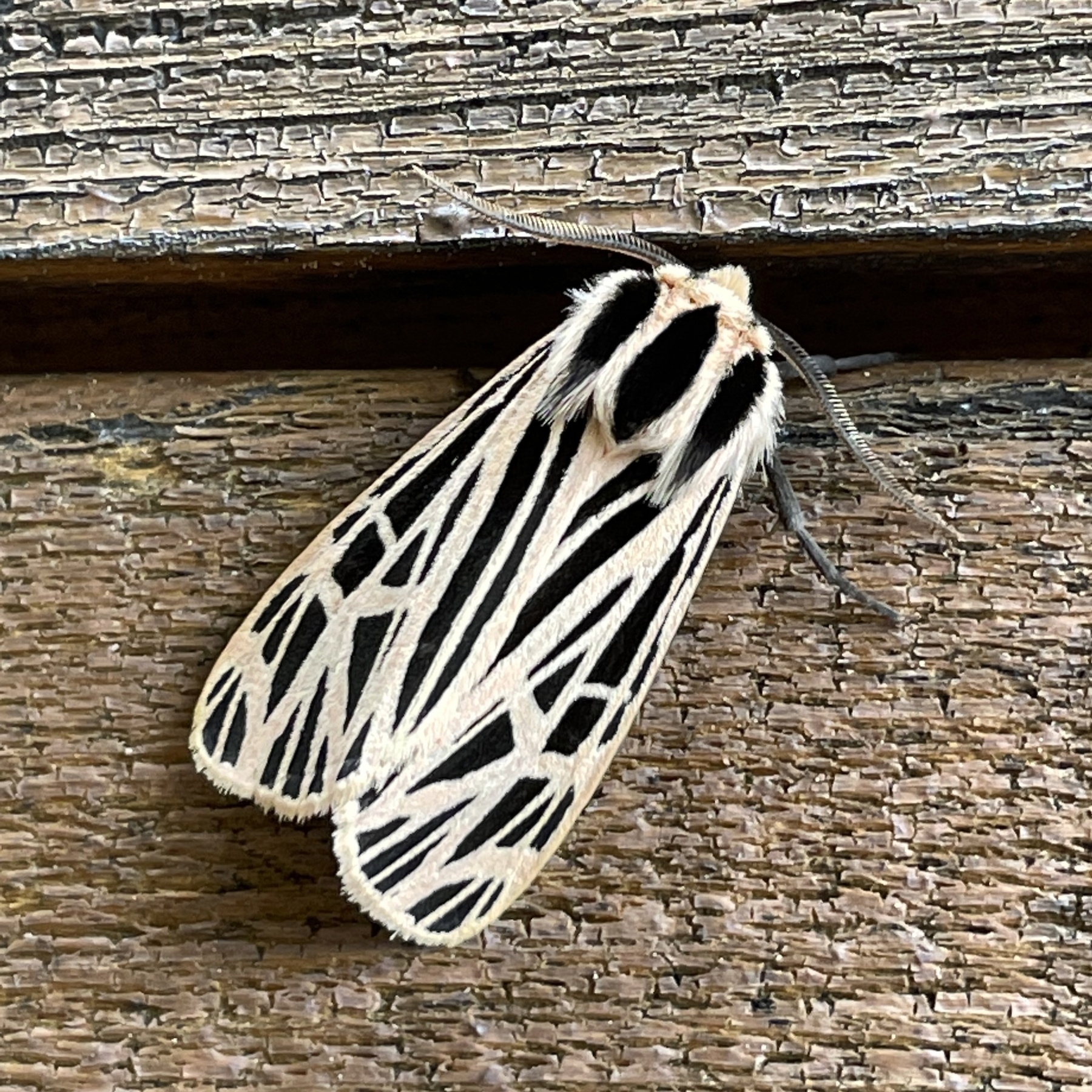 Moth on wood shingle.