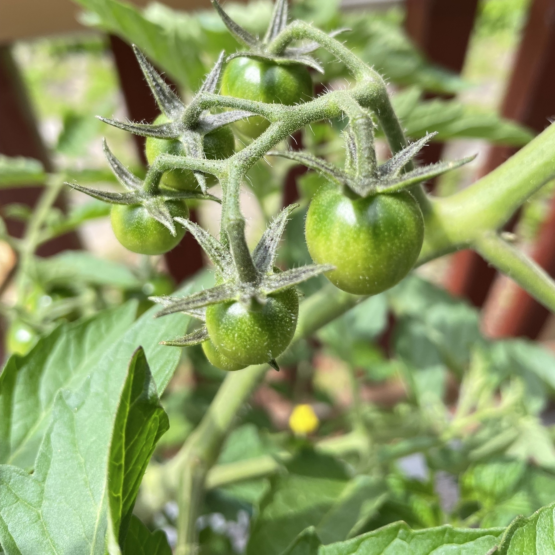 Small tomatoes on the vine.