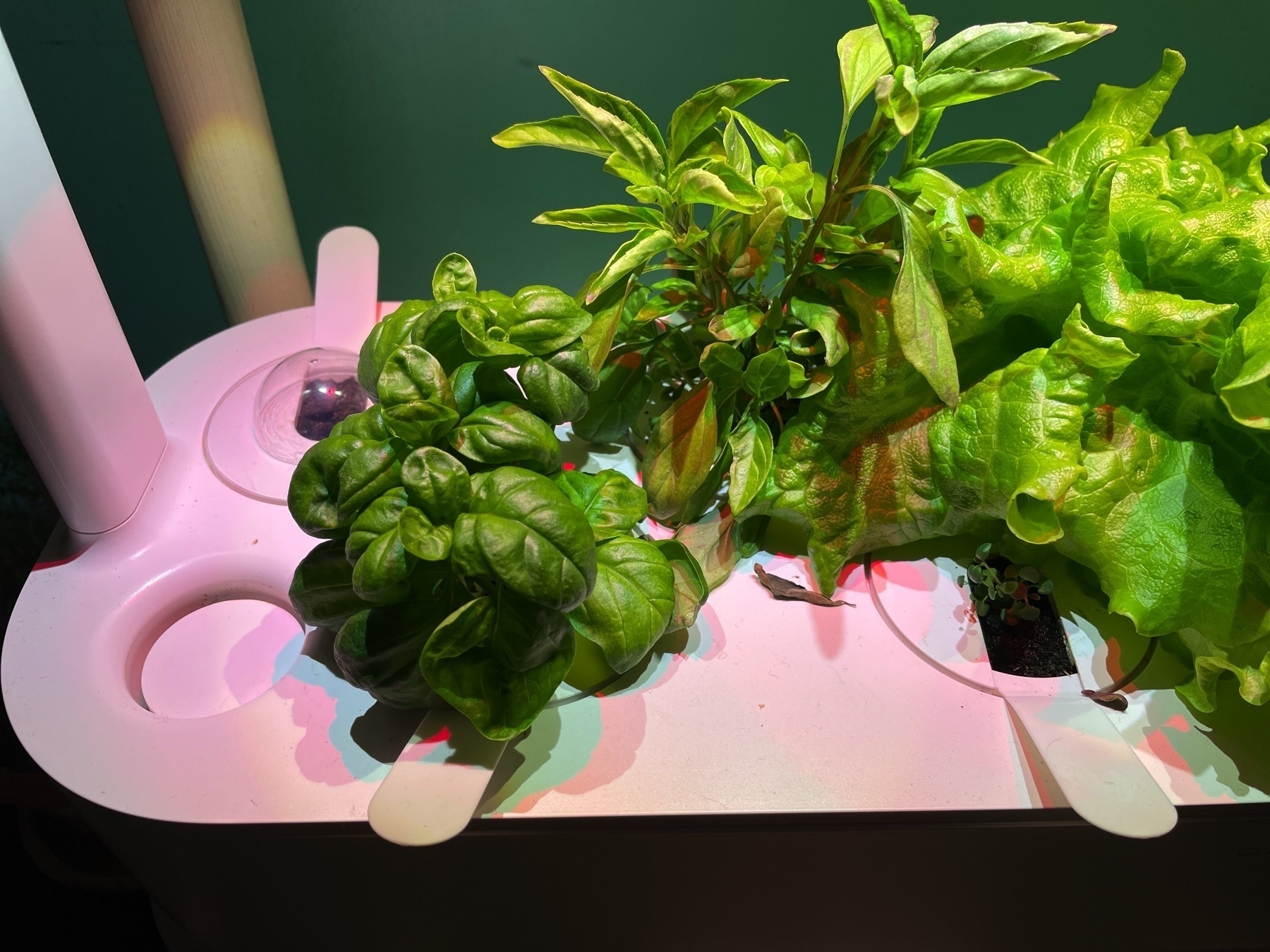 Hydroponic gardening system with plants.