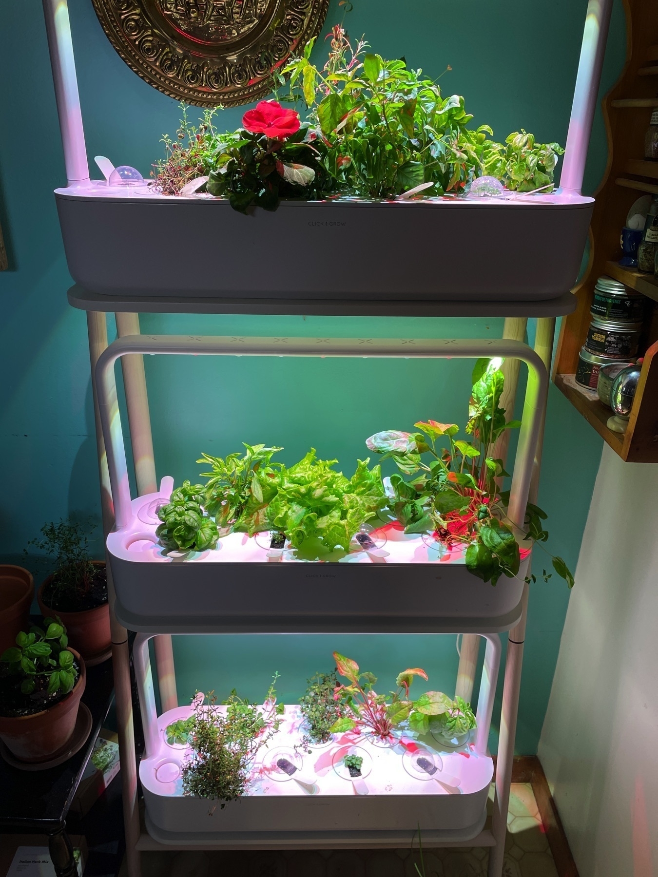 Three Click and Grow hydroponic plant systems with plants growing out of it with lights on.