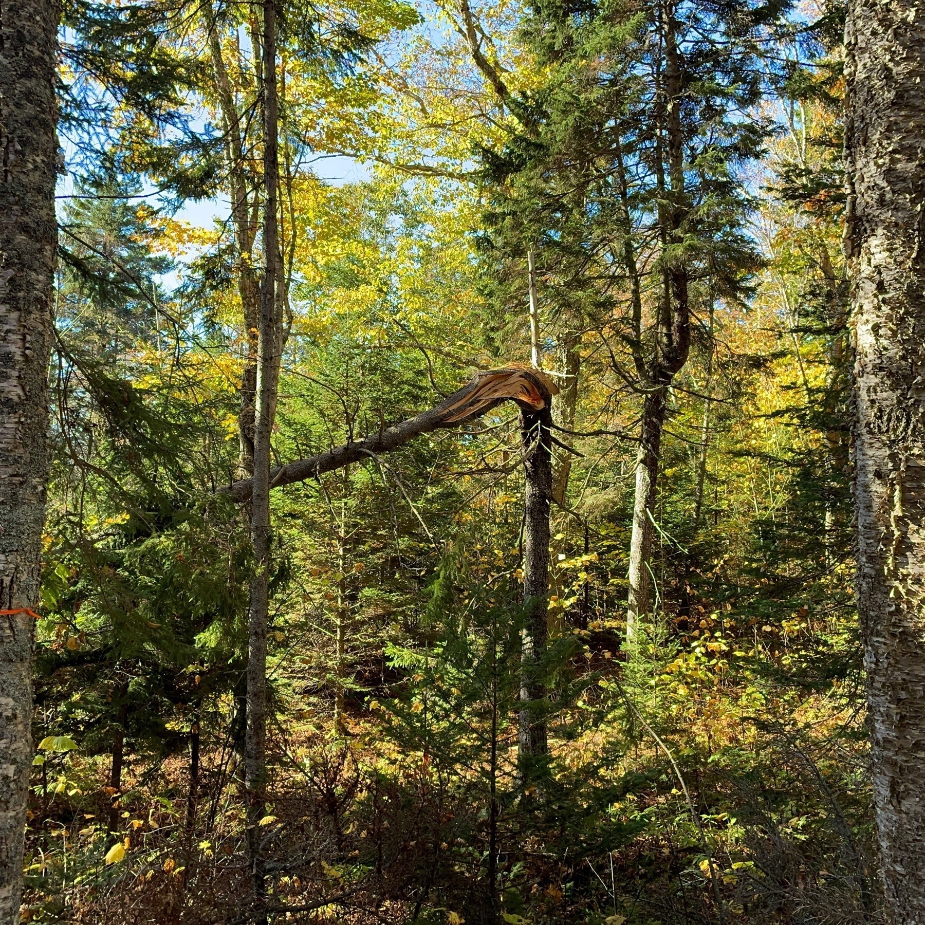 Thin broken tree surrounded by other trees in forest with leaves on the ground. 