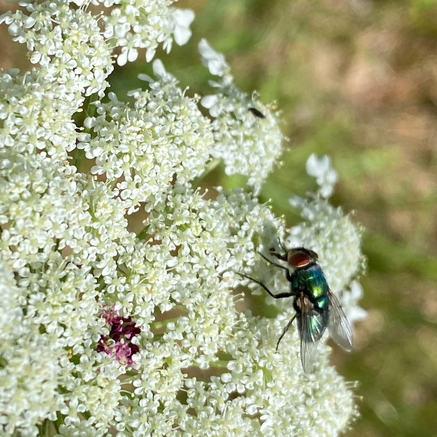 Fly on tiny white flowers. 