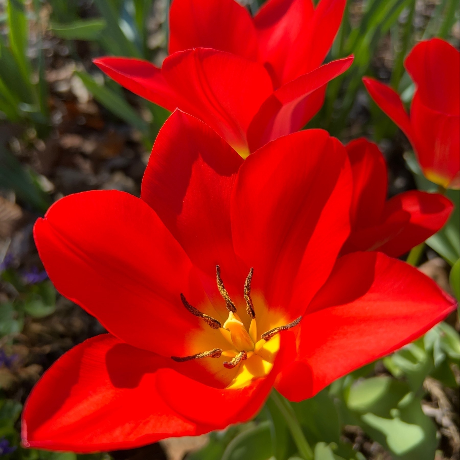 Red tulip flower opened. 