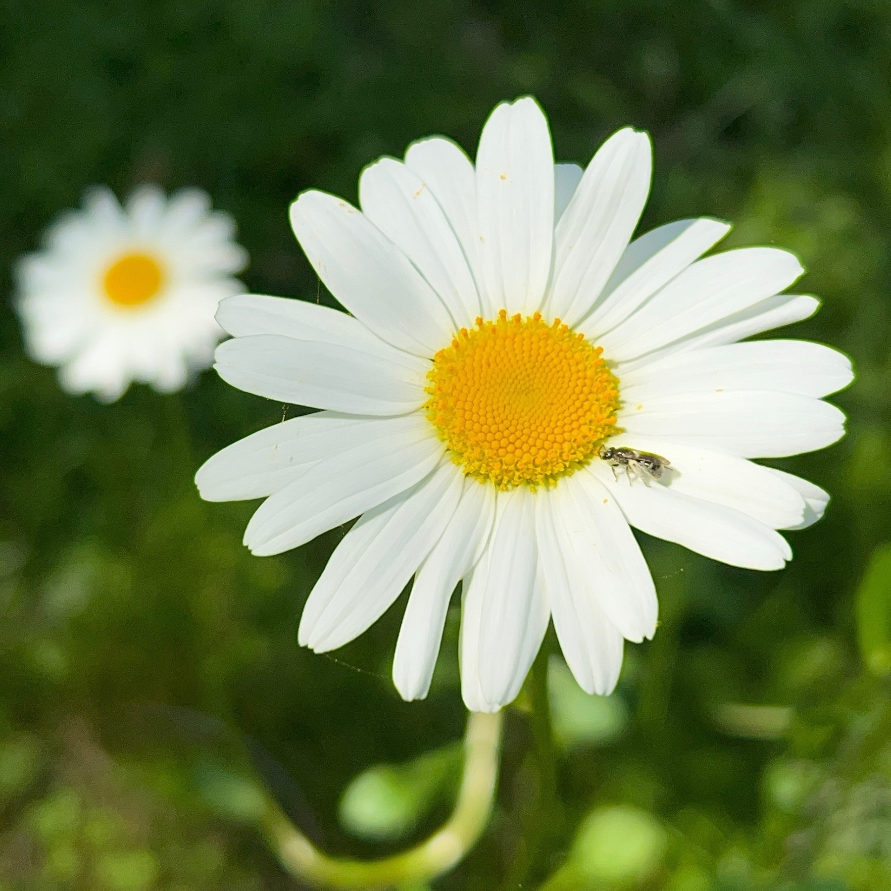 White daisy with yellow centre with a tiny fly on one of the petals close to the centre. 
