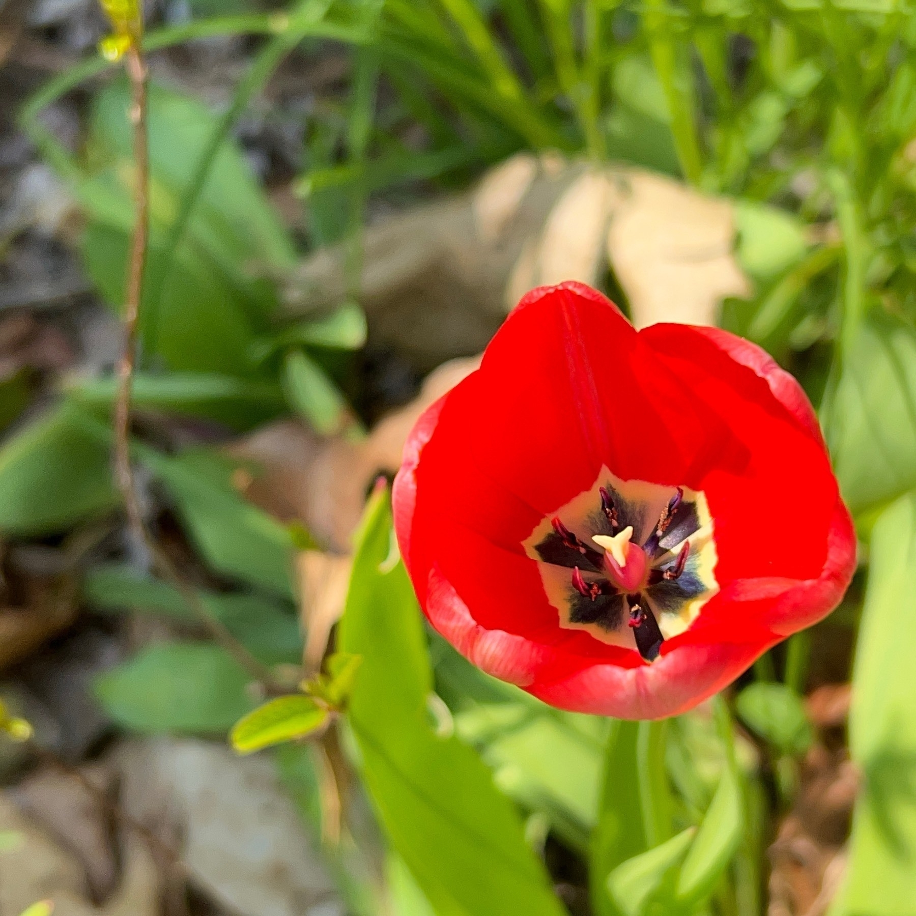 Red tulip viewed from above.
