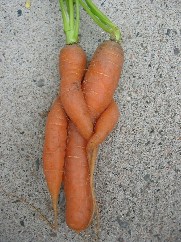 Two carrots wrapped around each other on a concrete sidewalk.