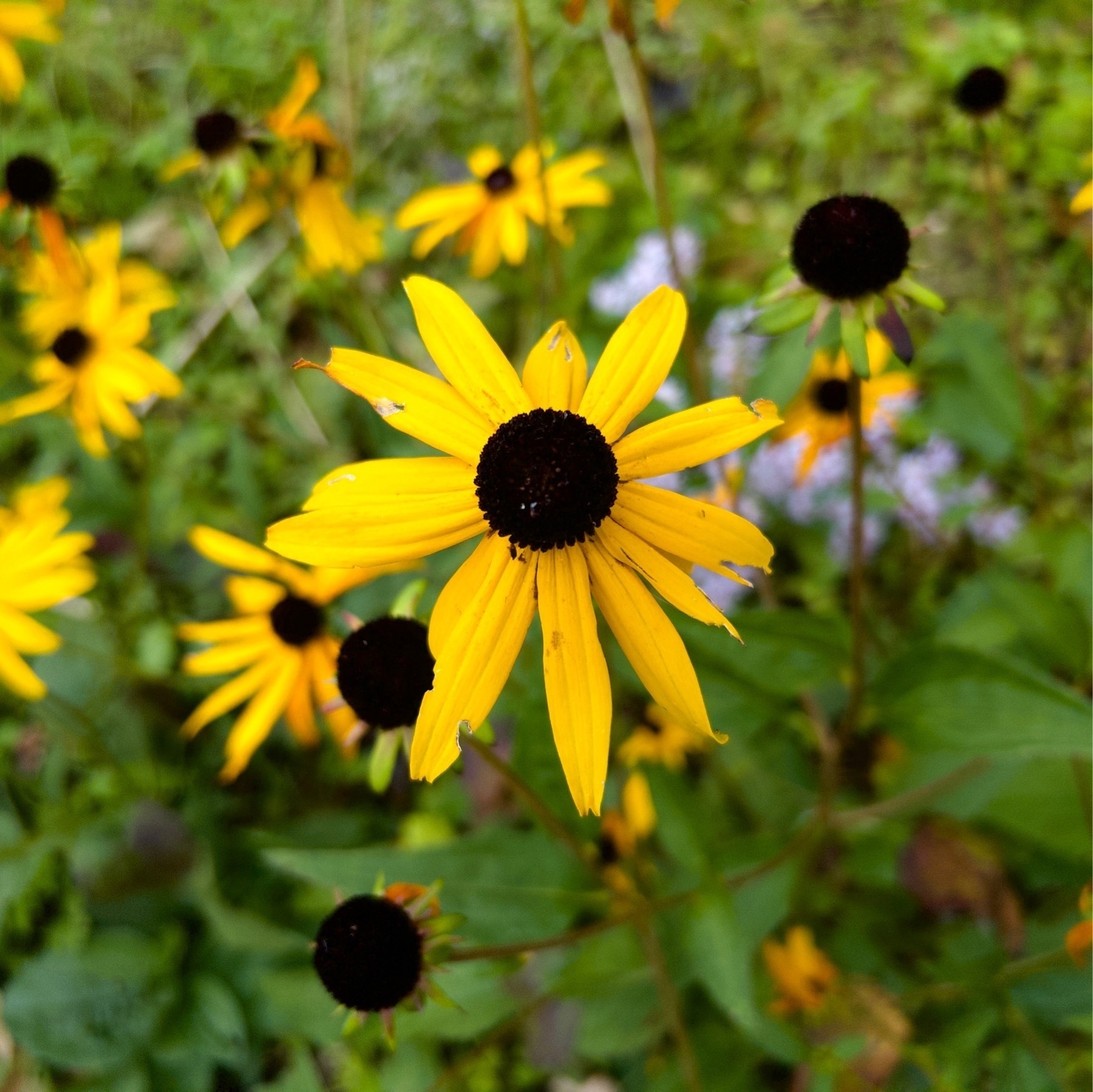 One yellow rudbeckia flower with many others in background with petals fading and falling off. 