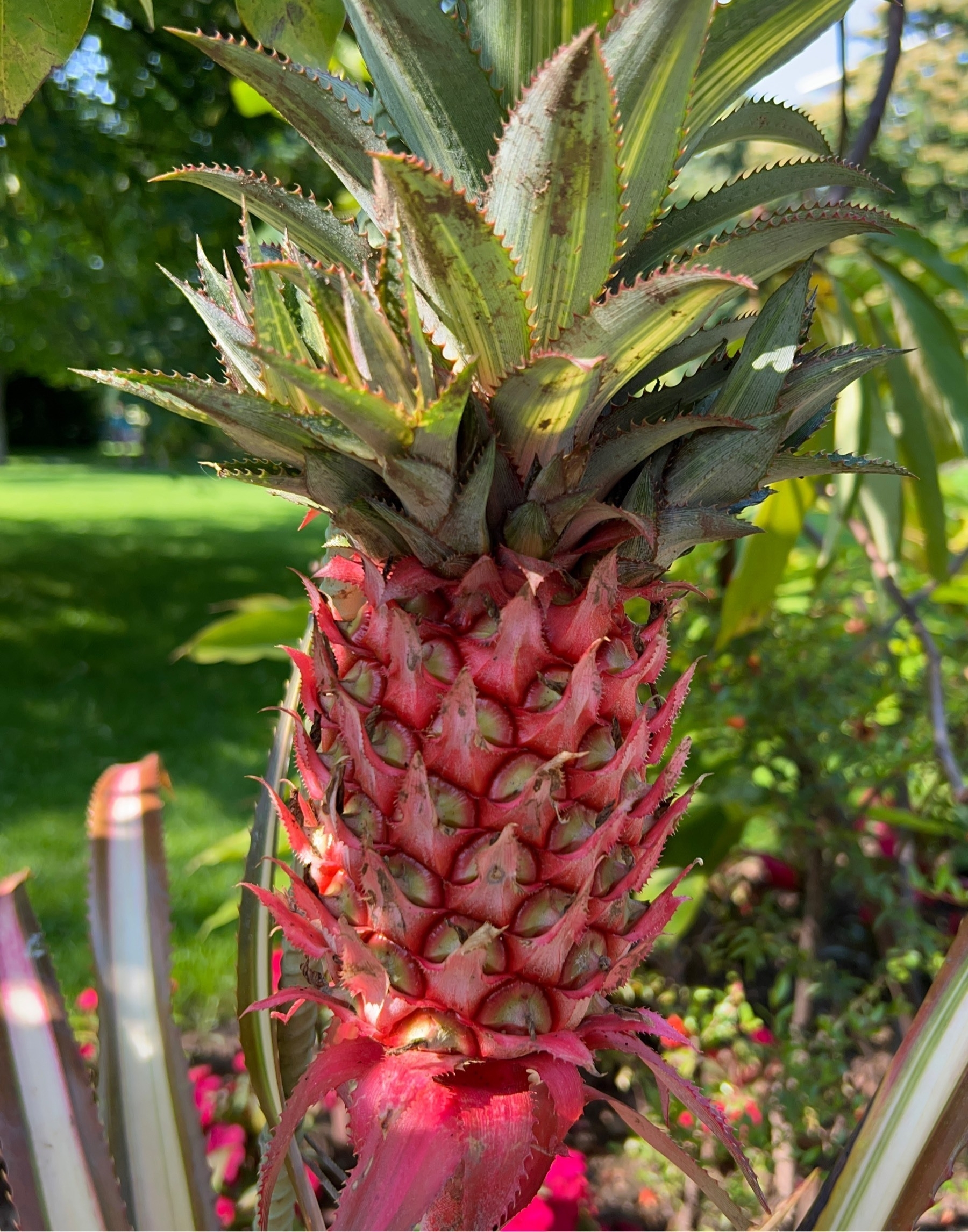 Reddish pineapple growing on a plant surrounded by leaves. 
