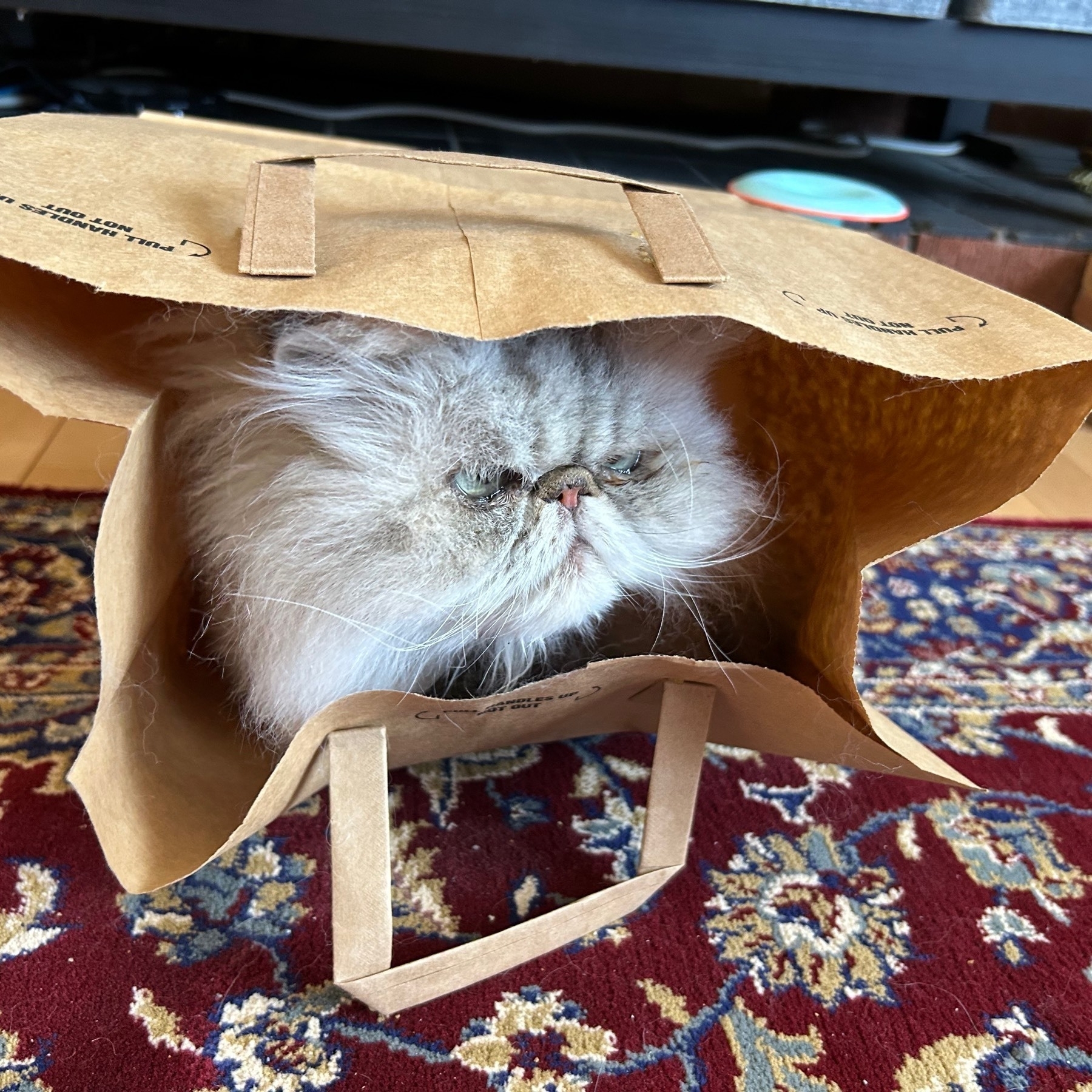White Himalayan cat looking out from a brown paper bag on a carpet on a wooden floor. 