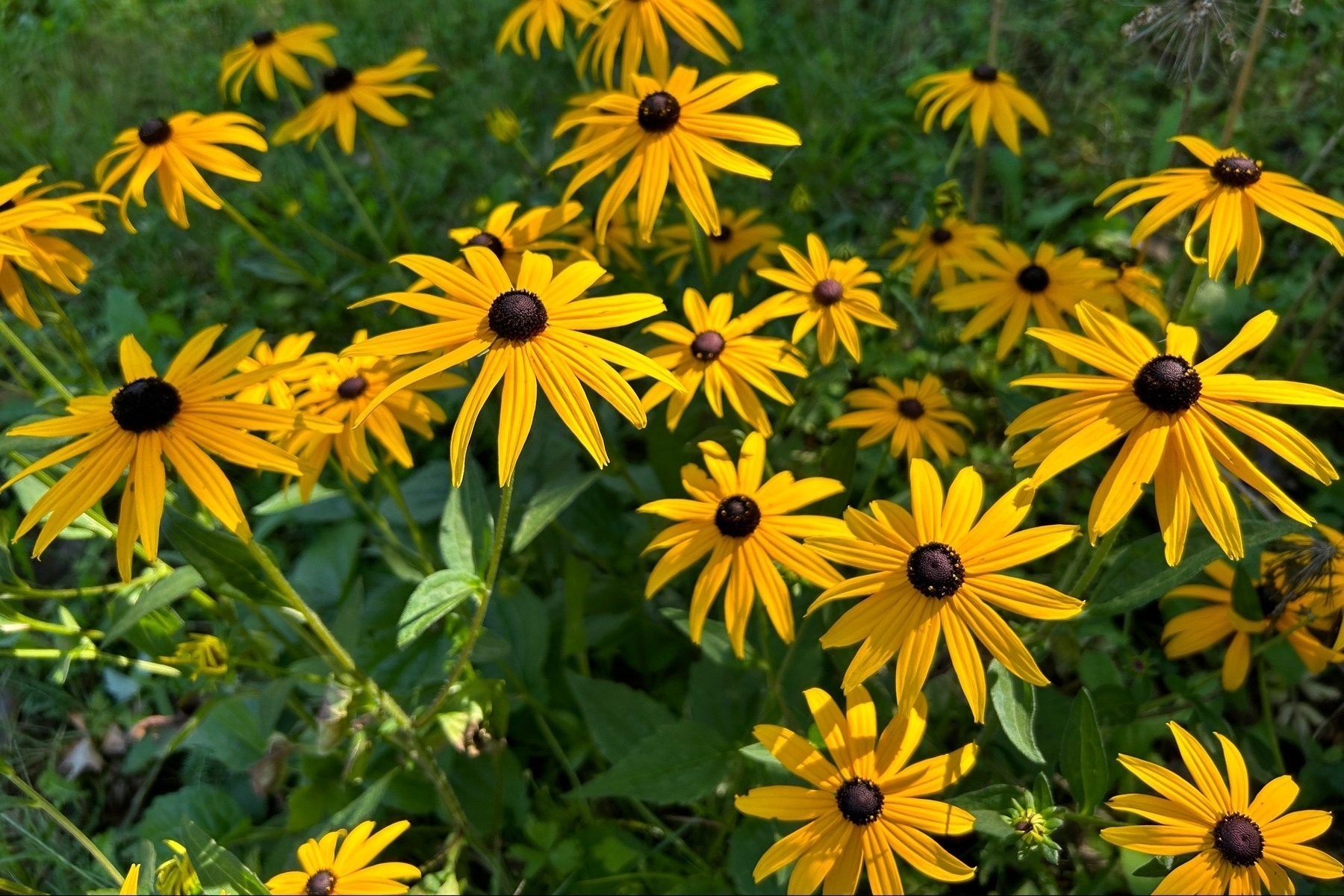 Multiple Black-eyed Susan flowers that are burger yellow with green grass out of focus behind them.