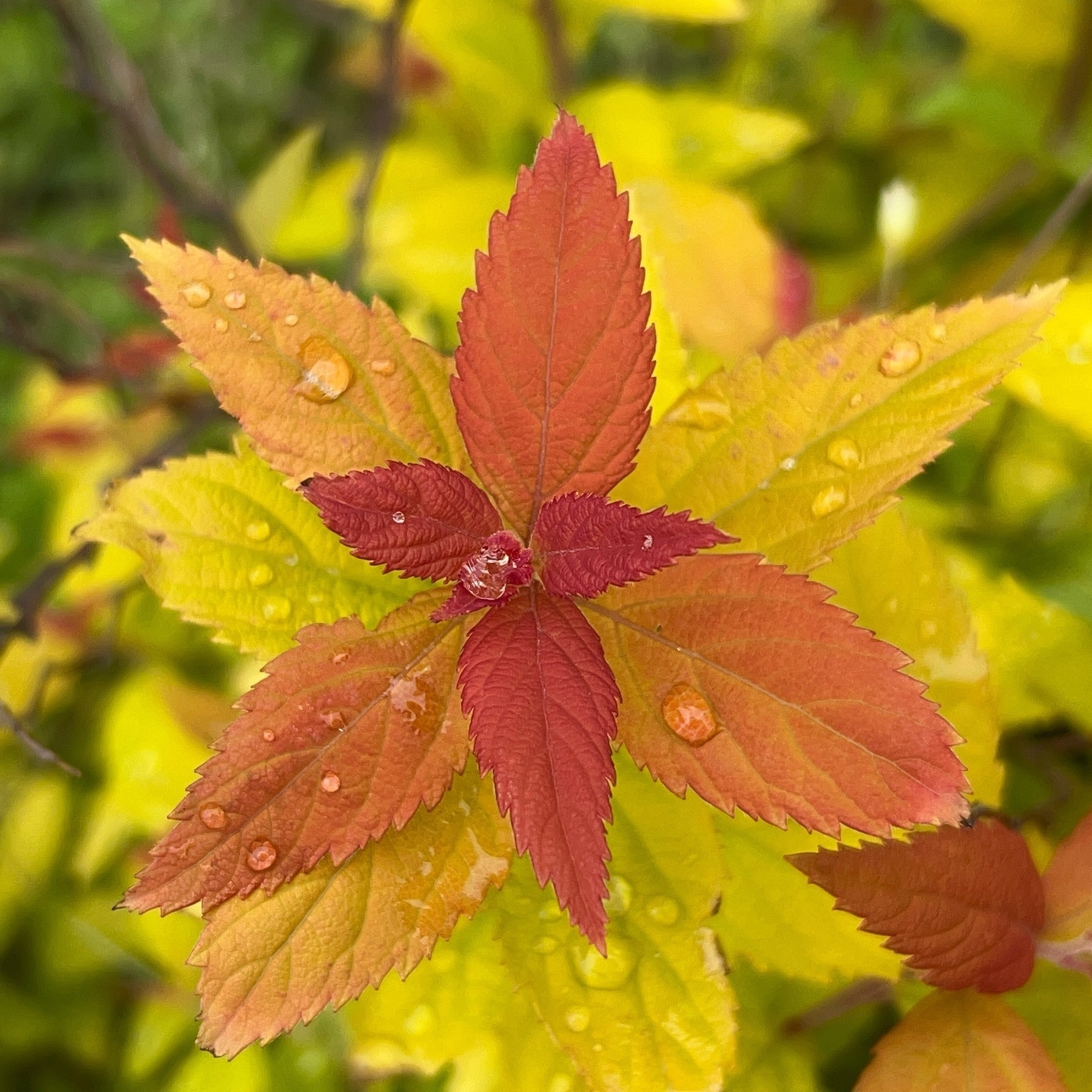 Water drops on yellow, orange, and red leaves viewed from overhead. 