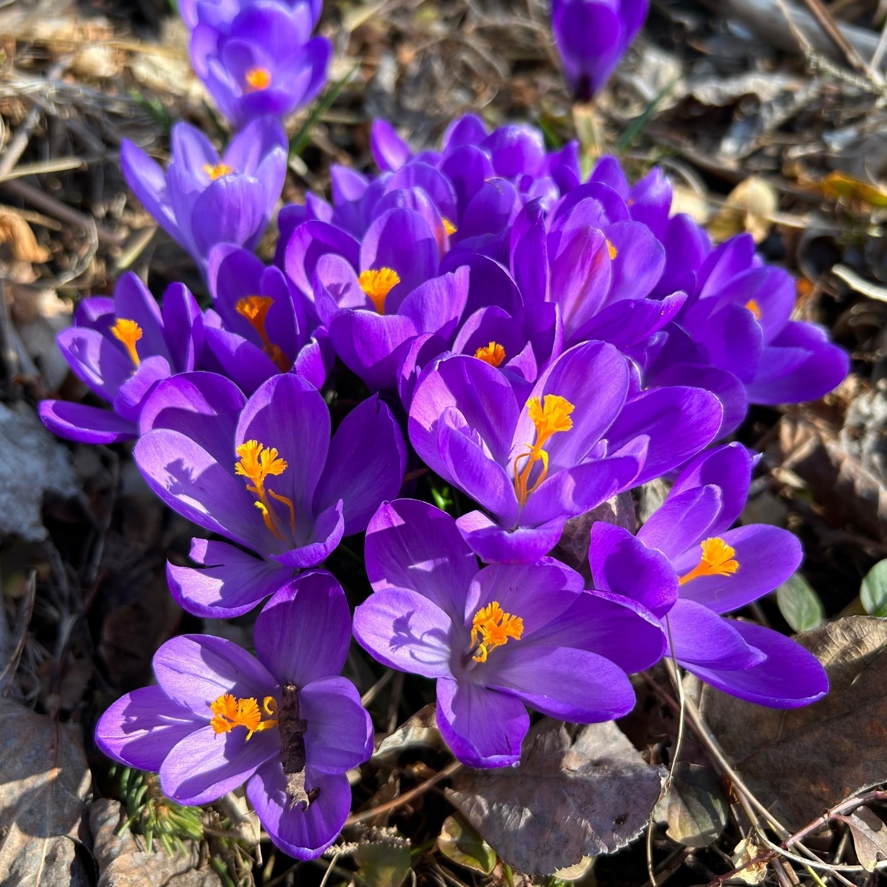 Grouping of several purple crocuses growing out of grass. 