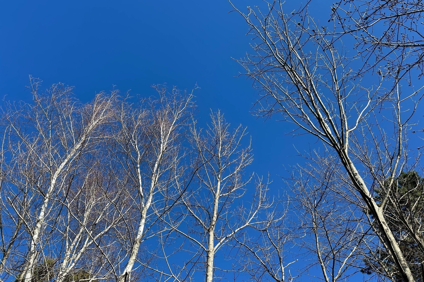 Leafless white birch trees with a clear blue sky behind them.