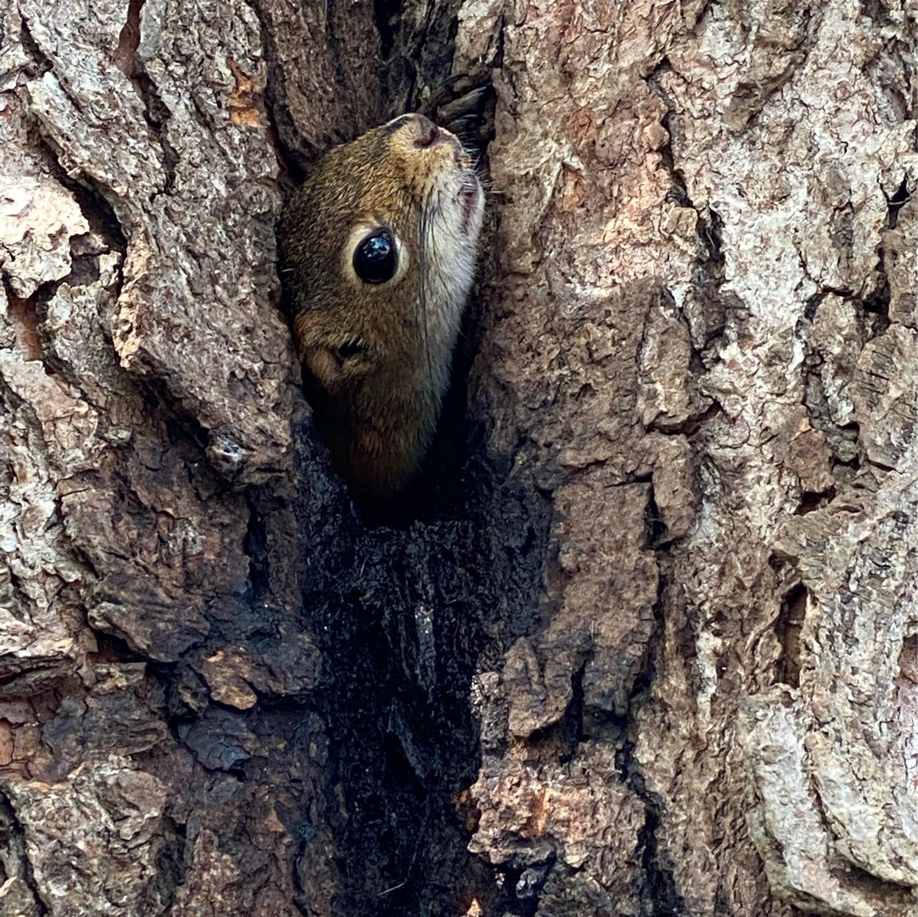 A squirrel peeking their head out of a crack on a tree.