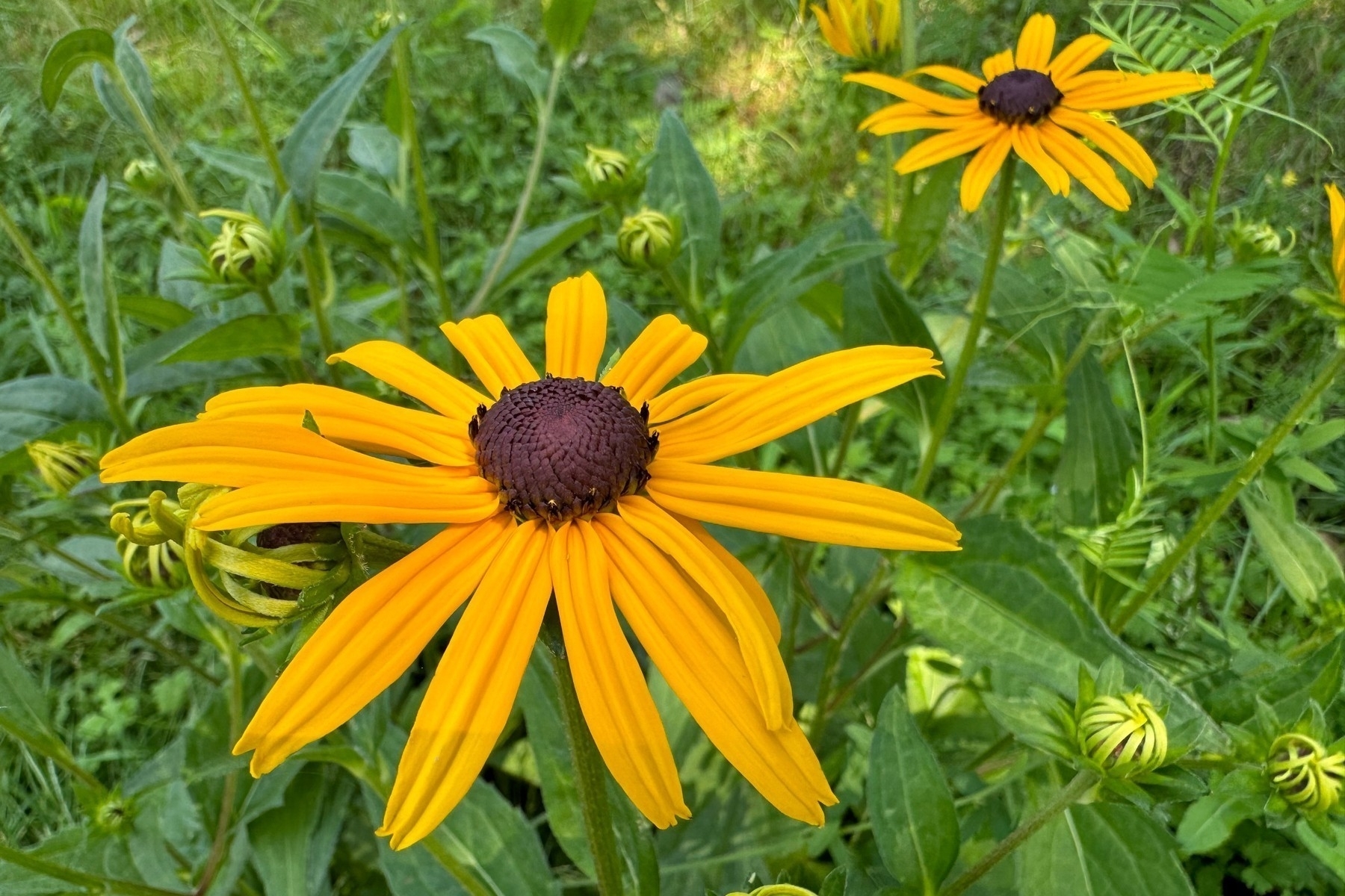 A pair of bright yellow coneflowers over a background of green grass.