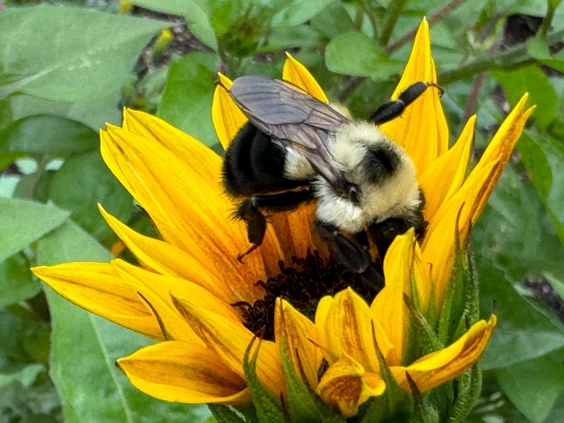 A bumblebee is perched on a vibrant yellow sunflower, surrounded by green foliage.