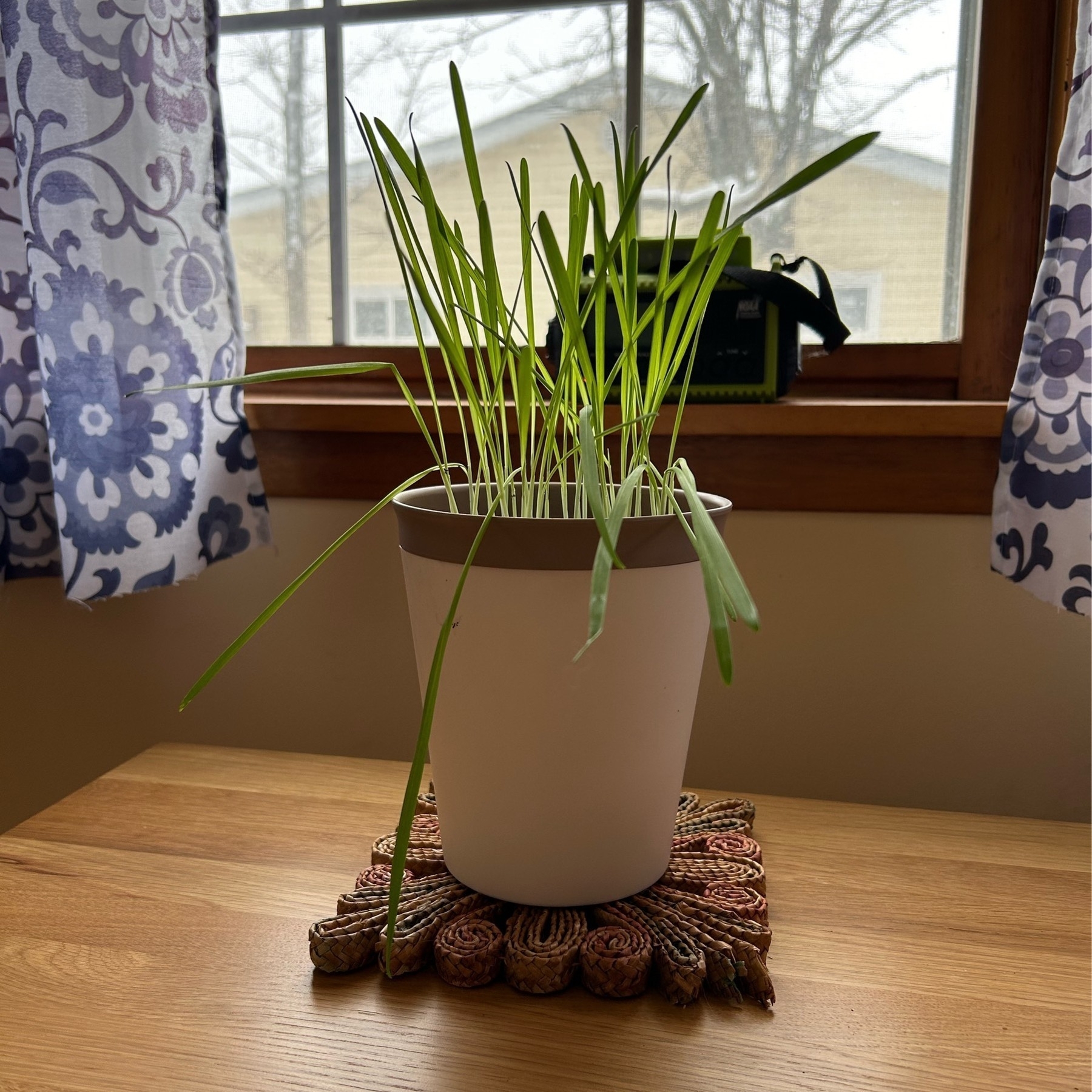 Grass sprouting out of a plastic pot on a wooden table with a window in the background.