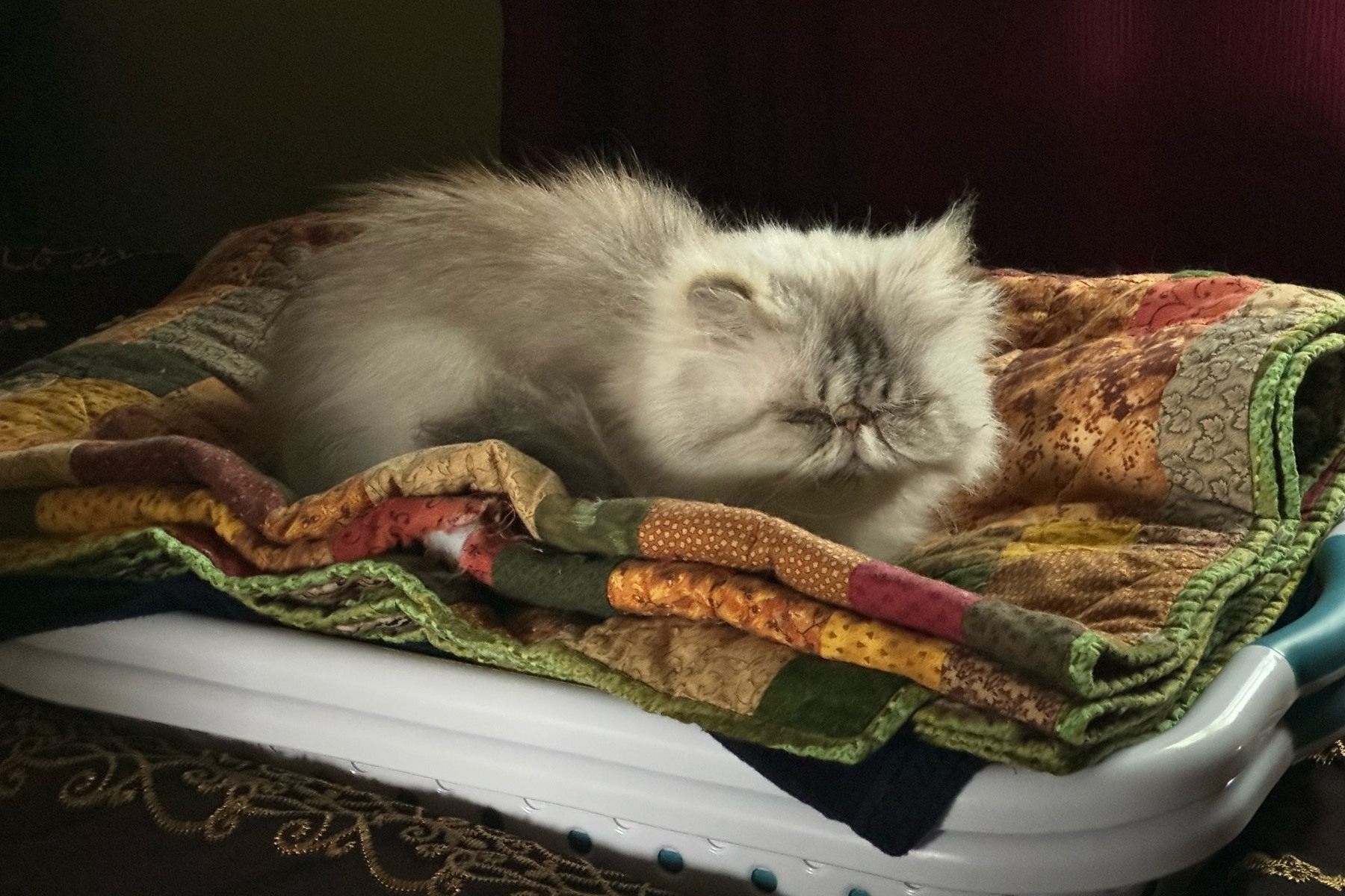 White Persian cat sleeping on a dark coloured blanket. 