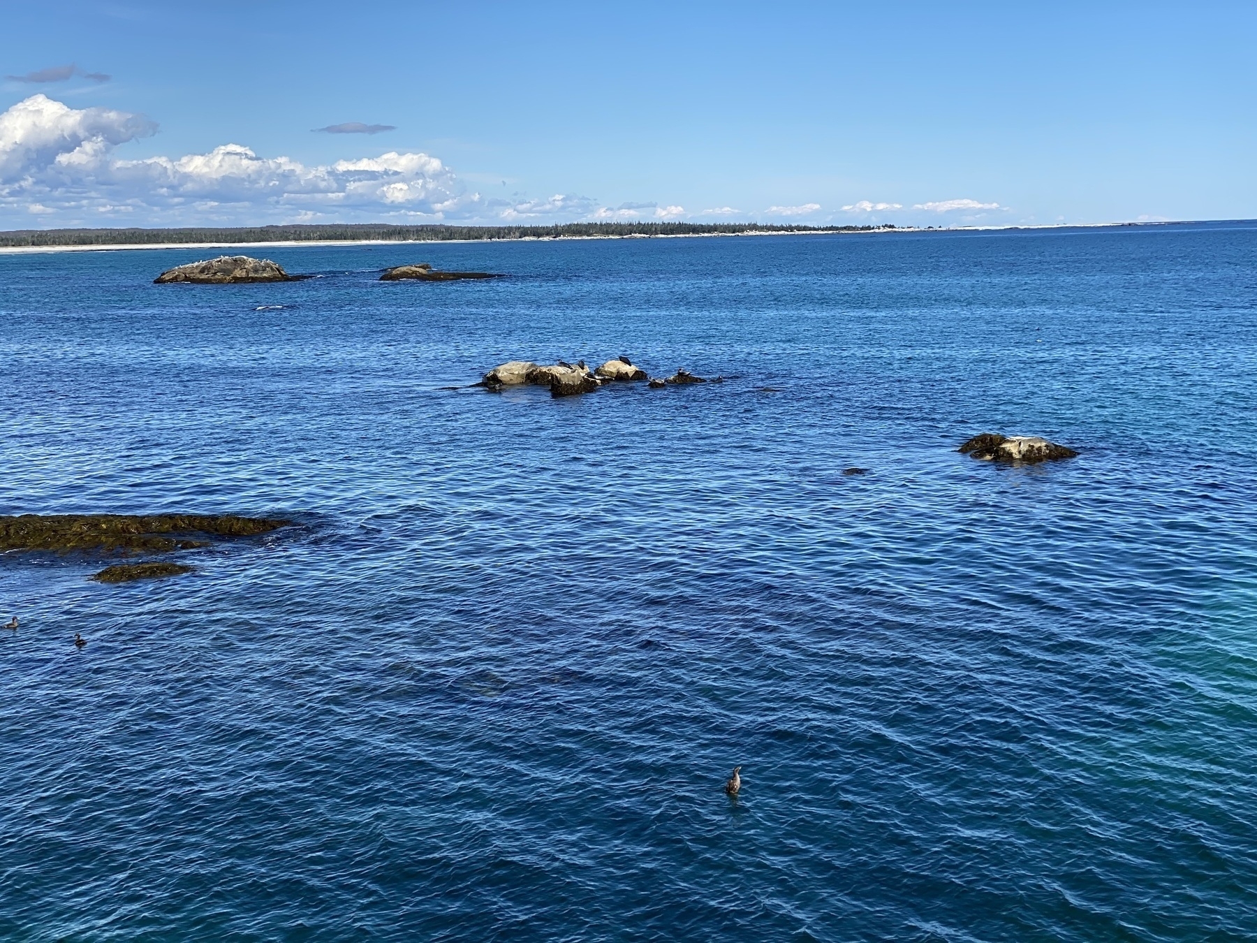 Ocean with rocks in the distance with seals resting on them and a bird in the water in the foreground.