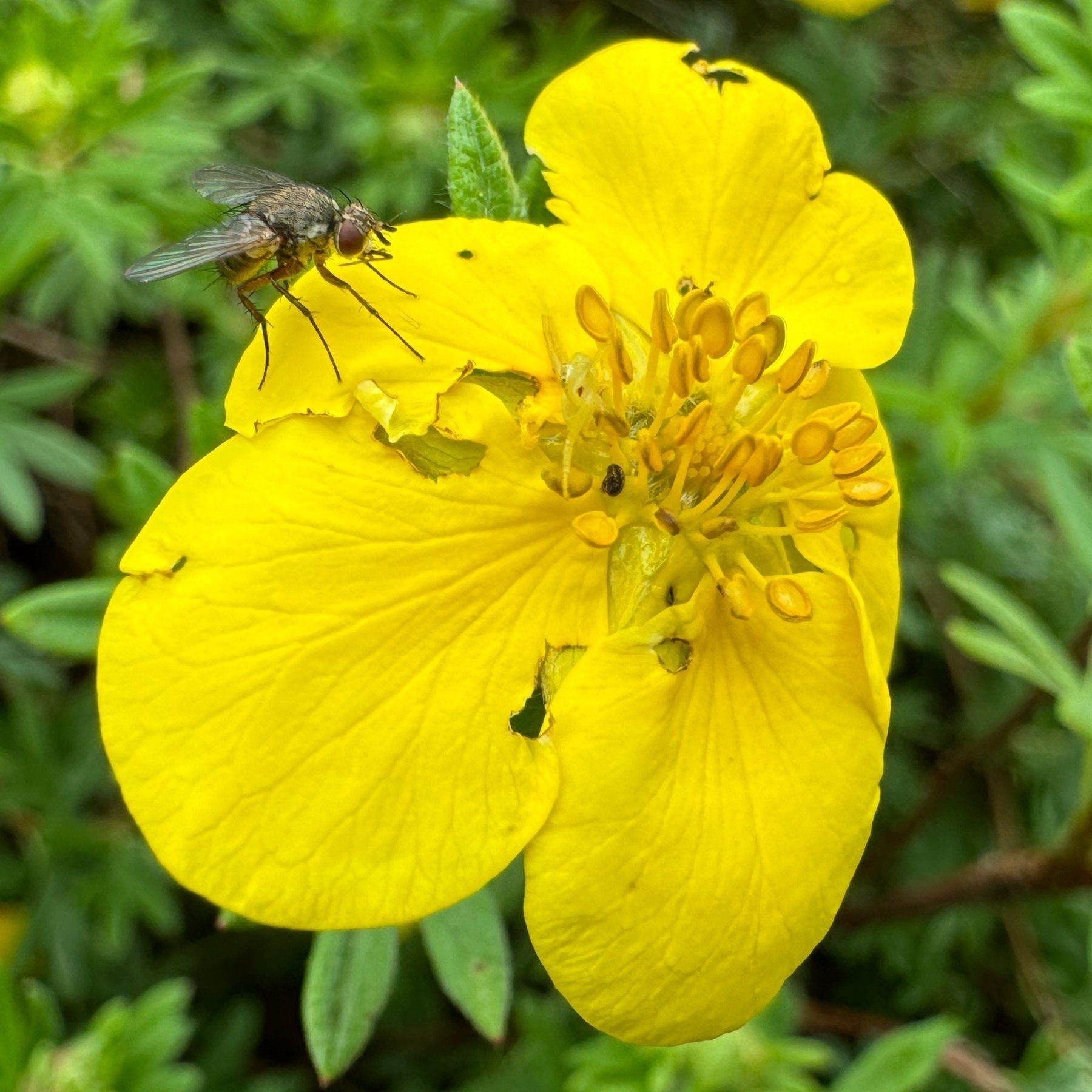 A fly perched on the side of a bright yellow flower with green foliage in the background.