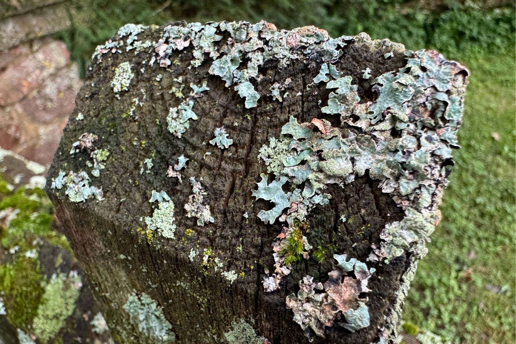 Lichen on an old and damp top of a fence post.