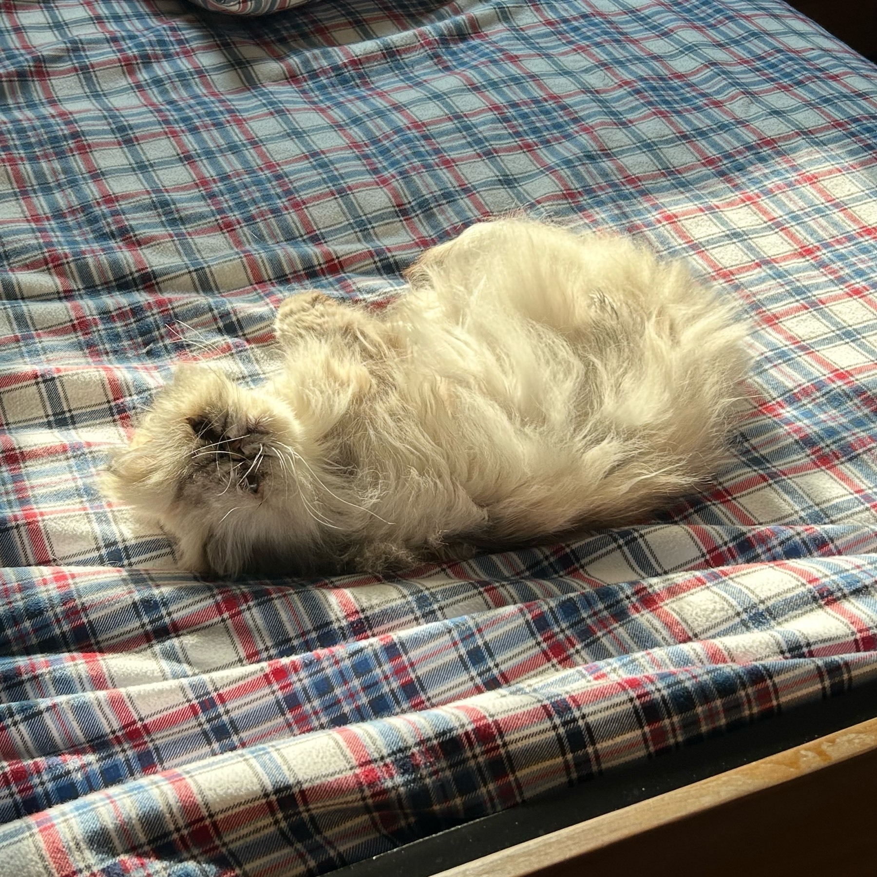 A white cat on its back on a bed looking toward the camera.