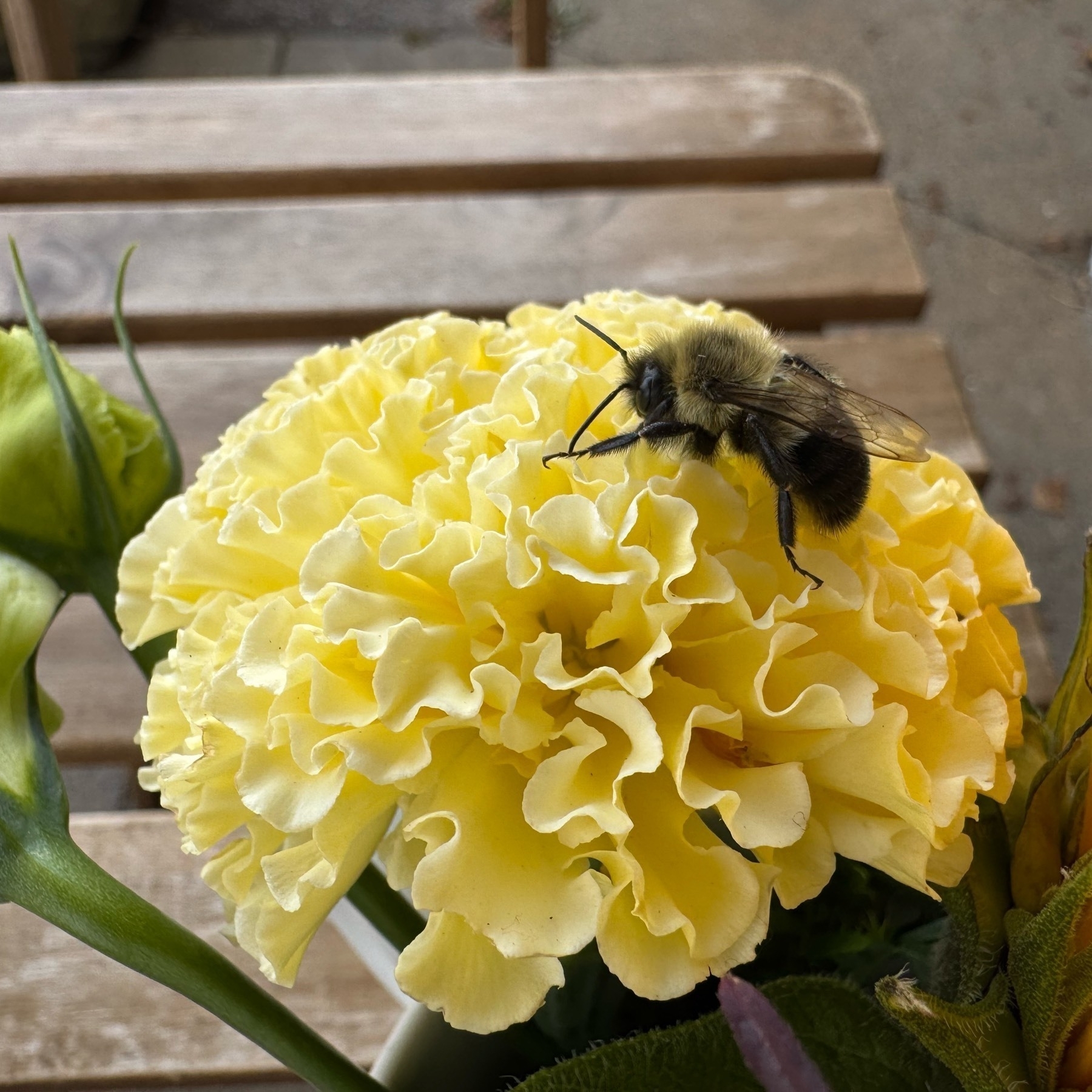 A bee on a yellow flower. 