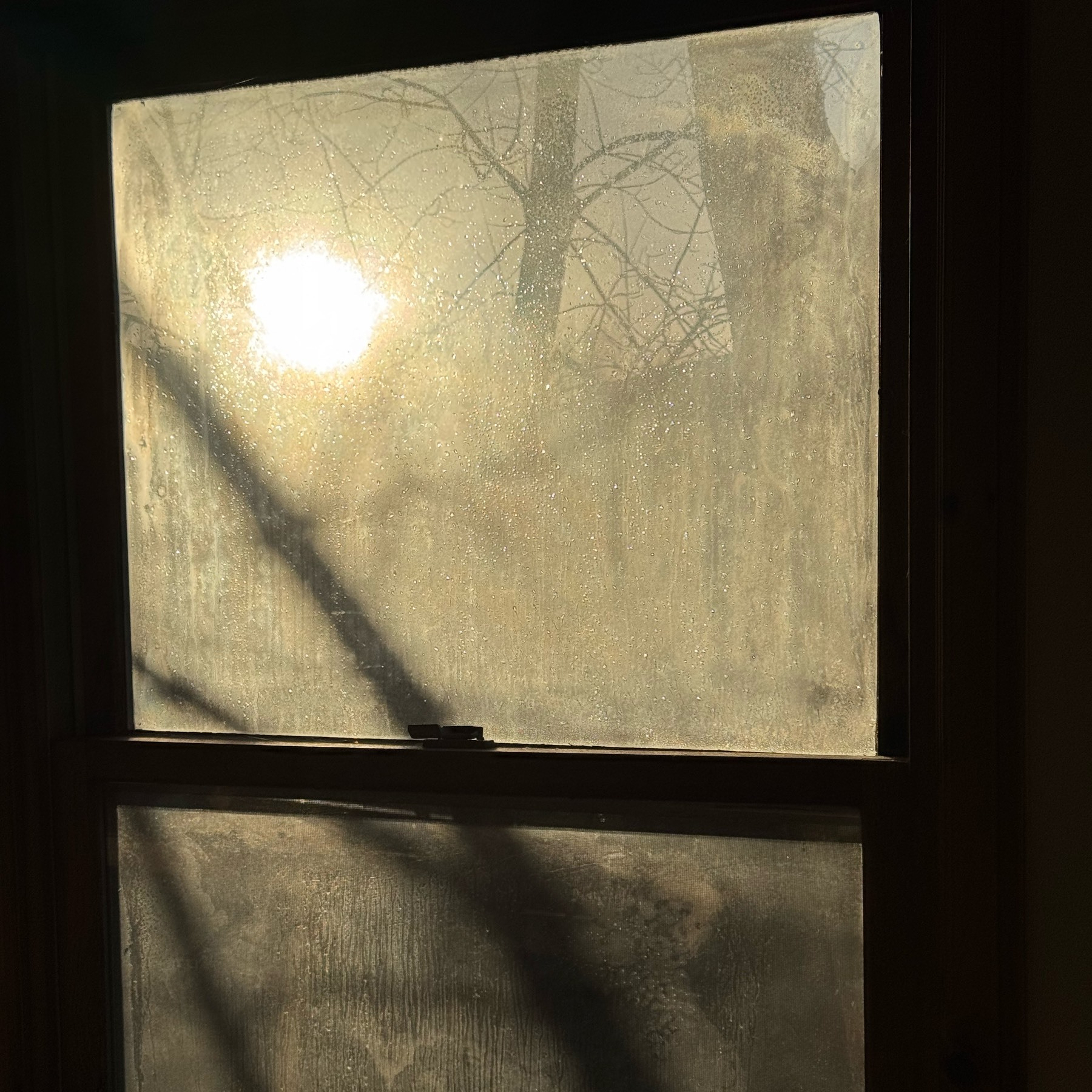 Sunlight through a foggy window with shadows of tree branches.