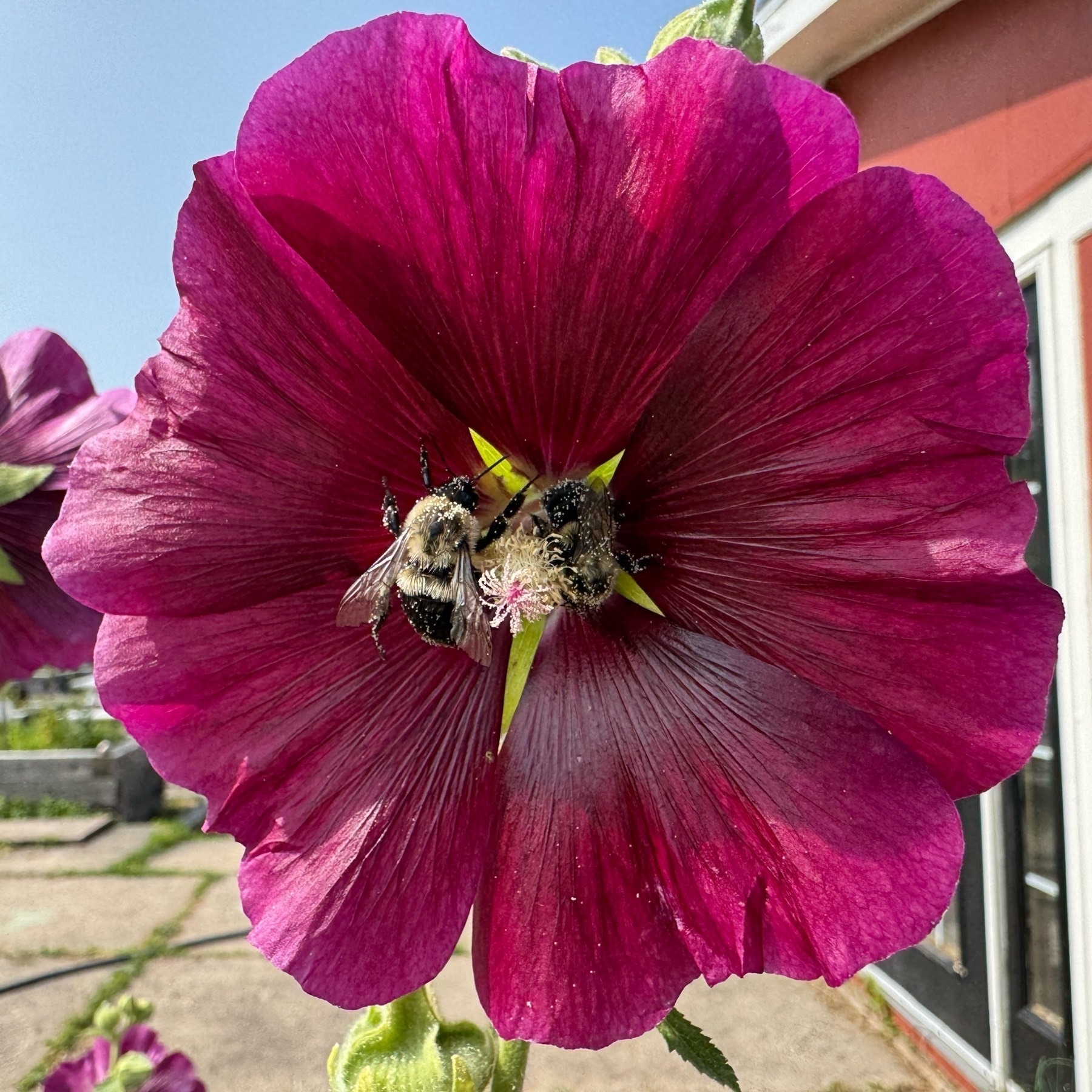 Two bees inside a purple flower. 