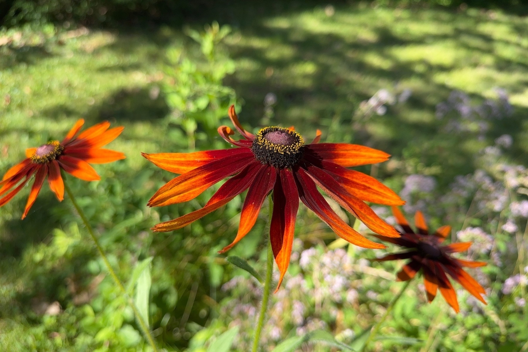Three orange coneflowers with a green lawn in the background.