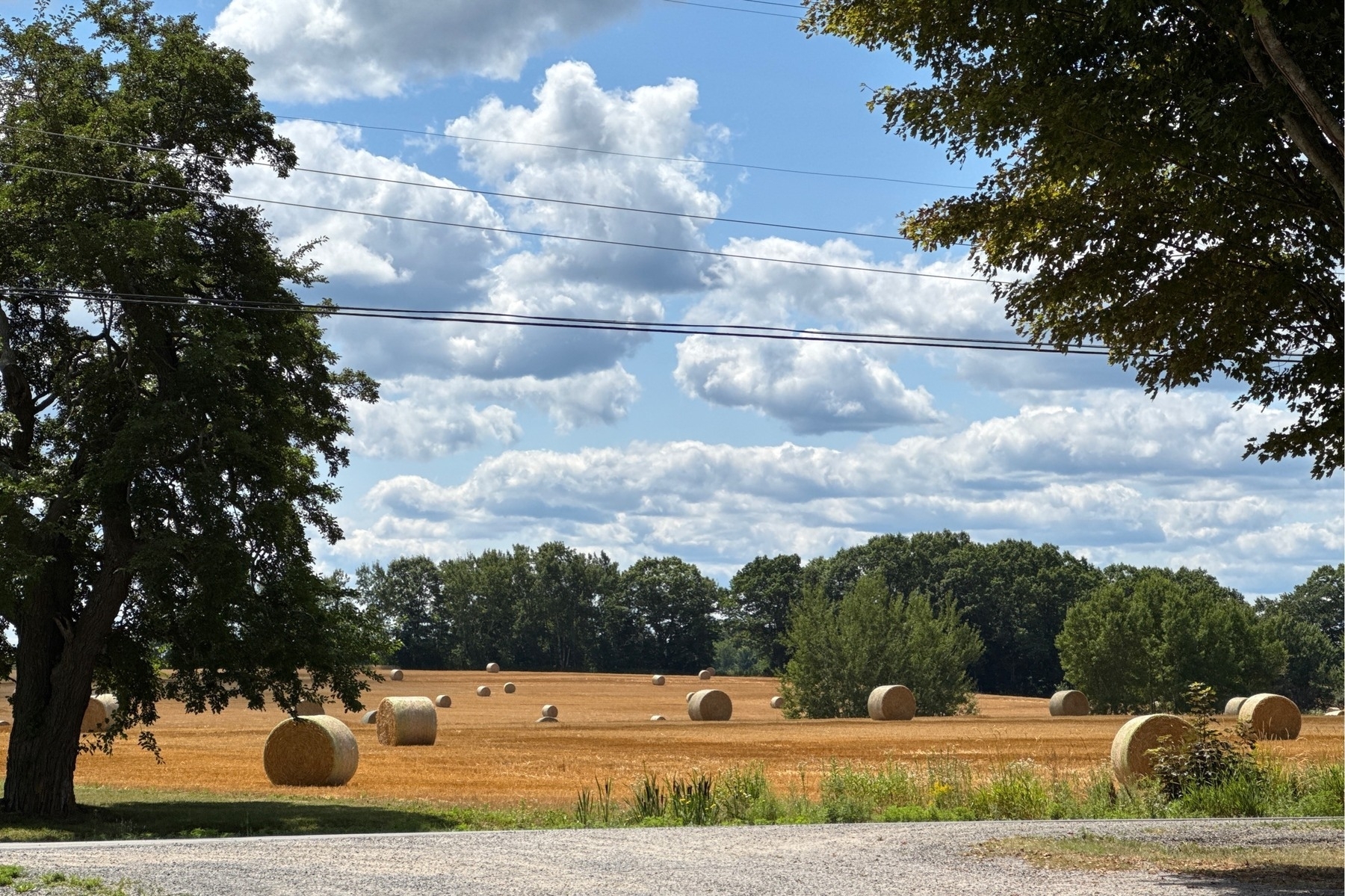Yellow field with round bales of wheat scattered across it.