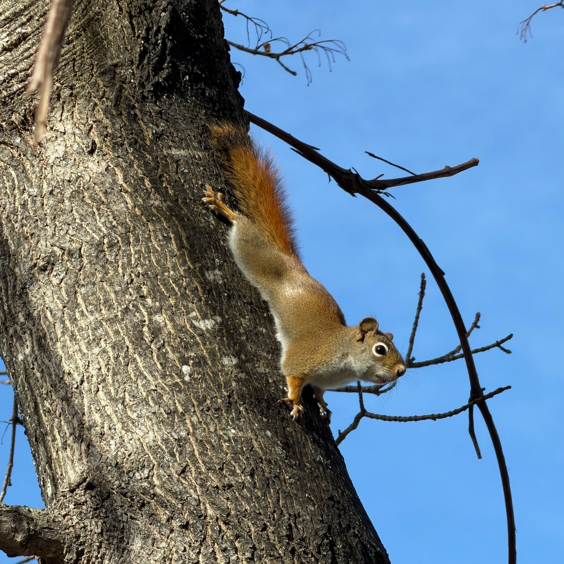 Red squirrel holding on to a tree trunk. 