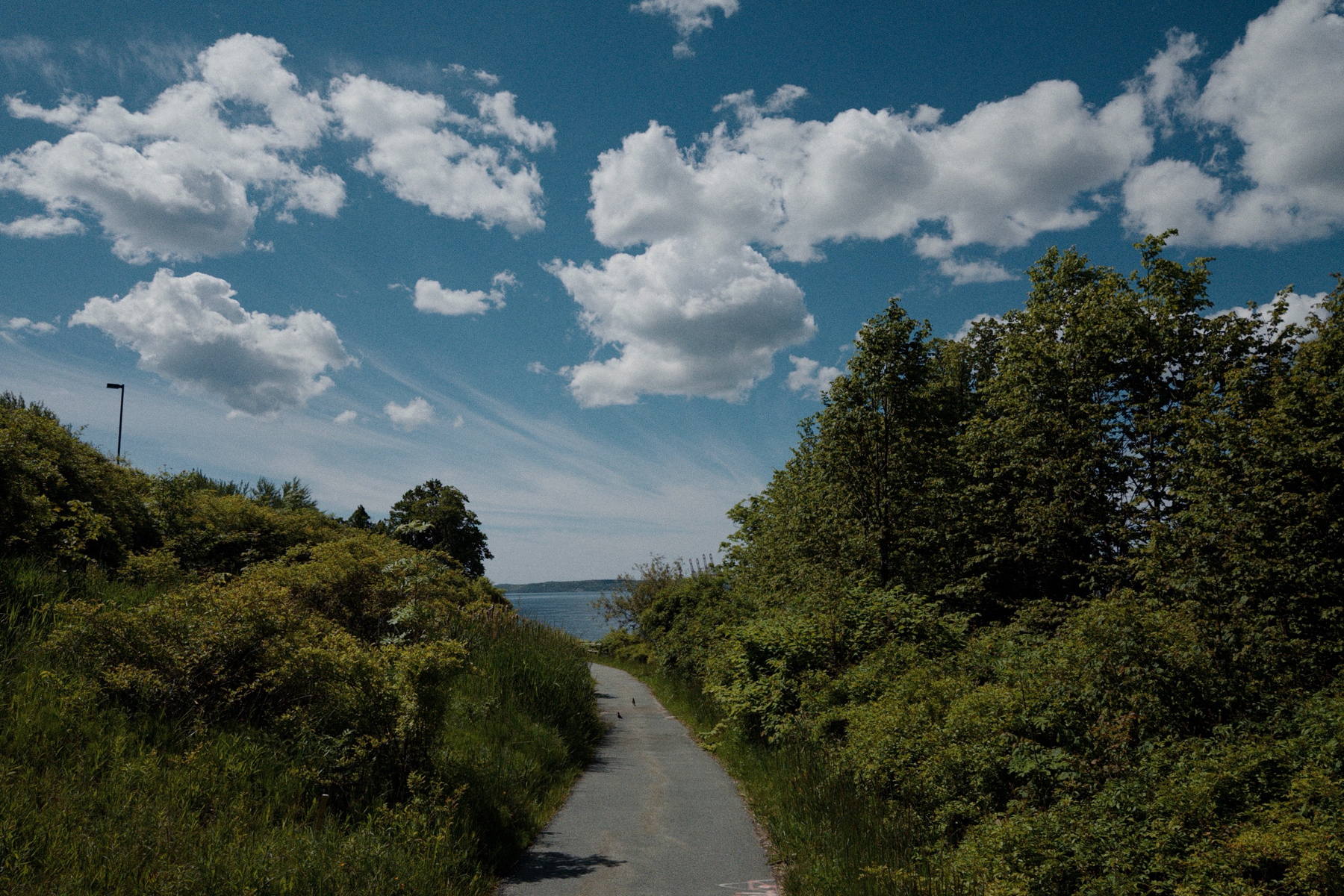 Paved trail with green bushes beside the trail and blue sky with white clouds above it. 