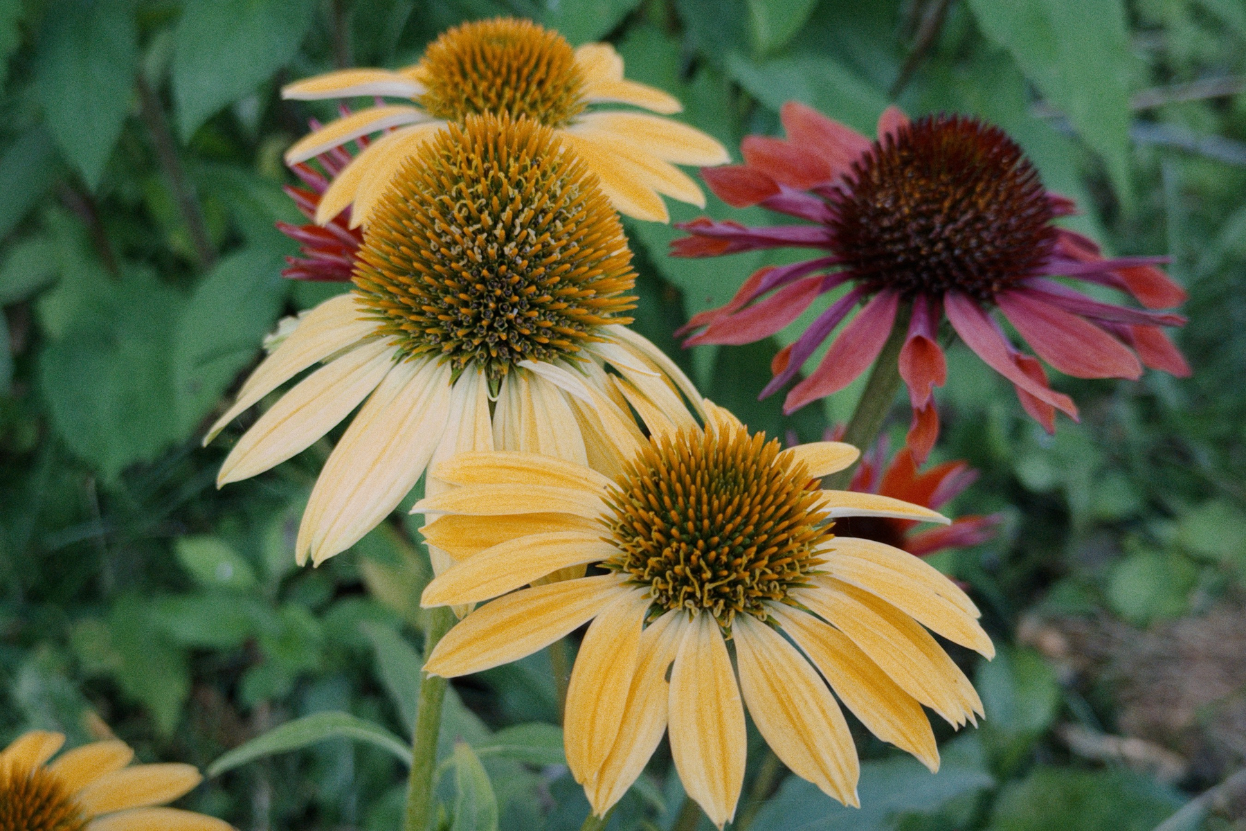Yellow and pink echinacea flowers with green grass in the background. 