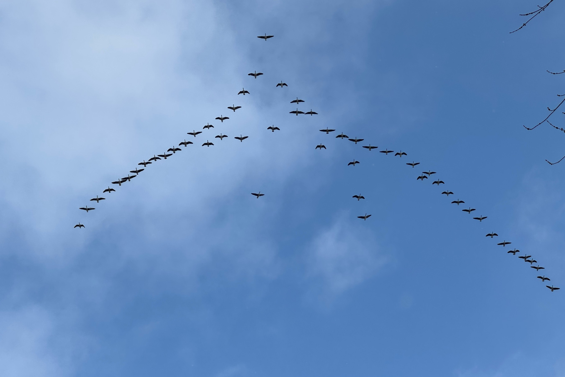 V formation of Canada geese in front of a blue sky with light clouds in the background.