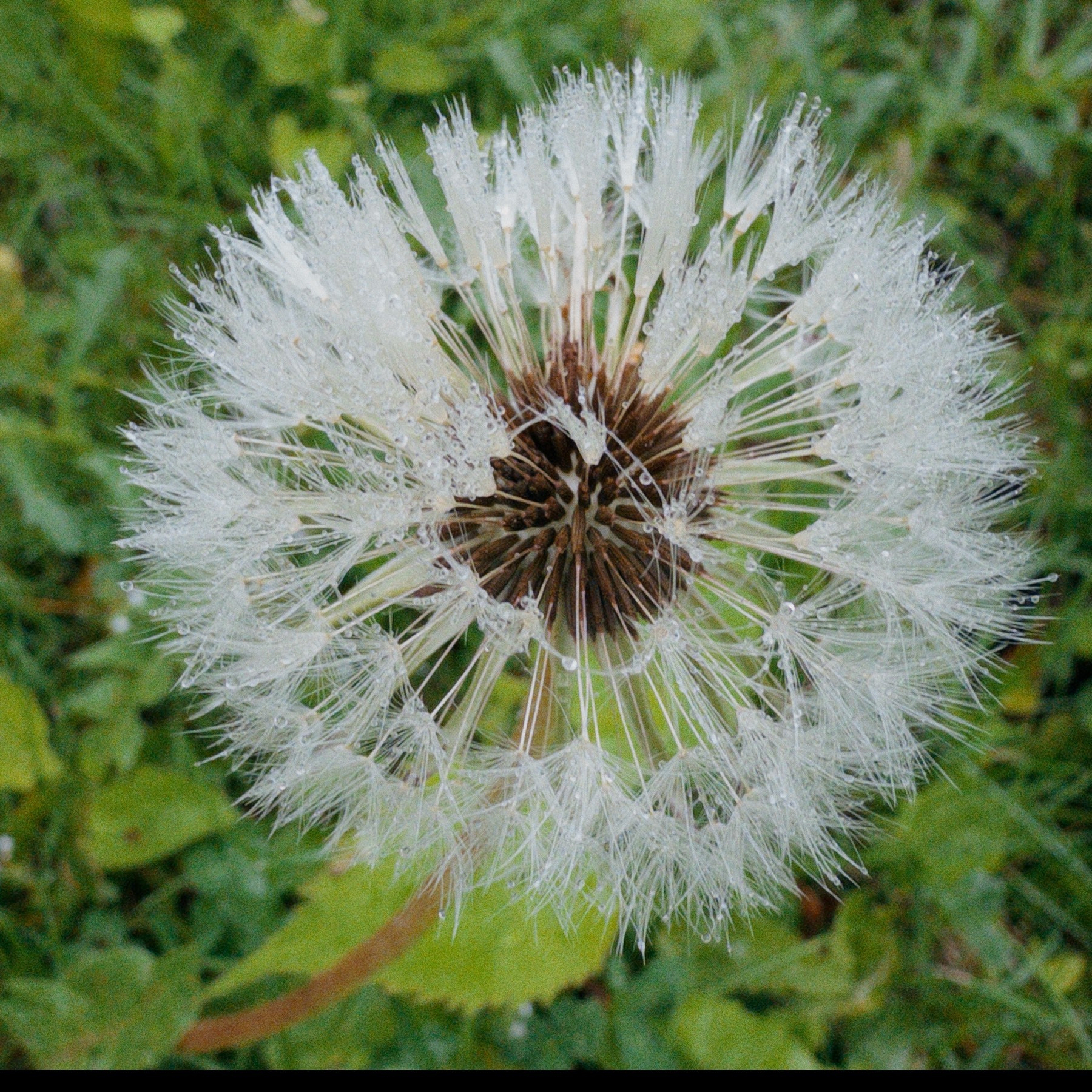 Dandelion clock with drops of water on it.