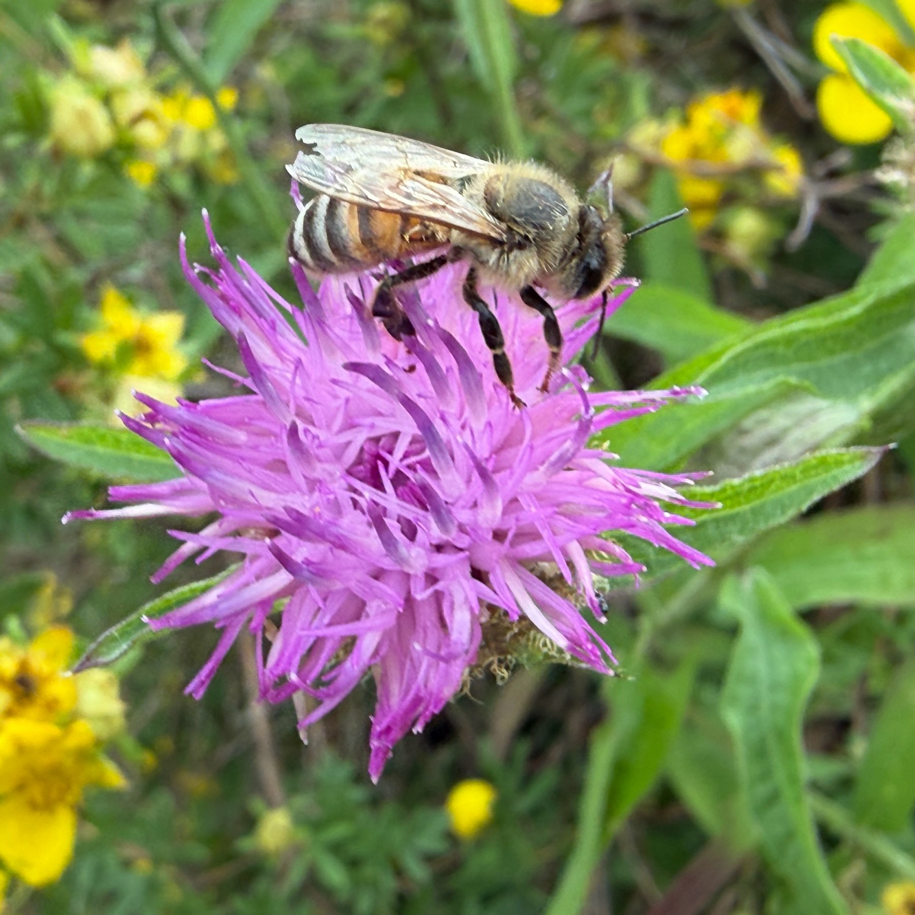 Bee on a flower. 