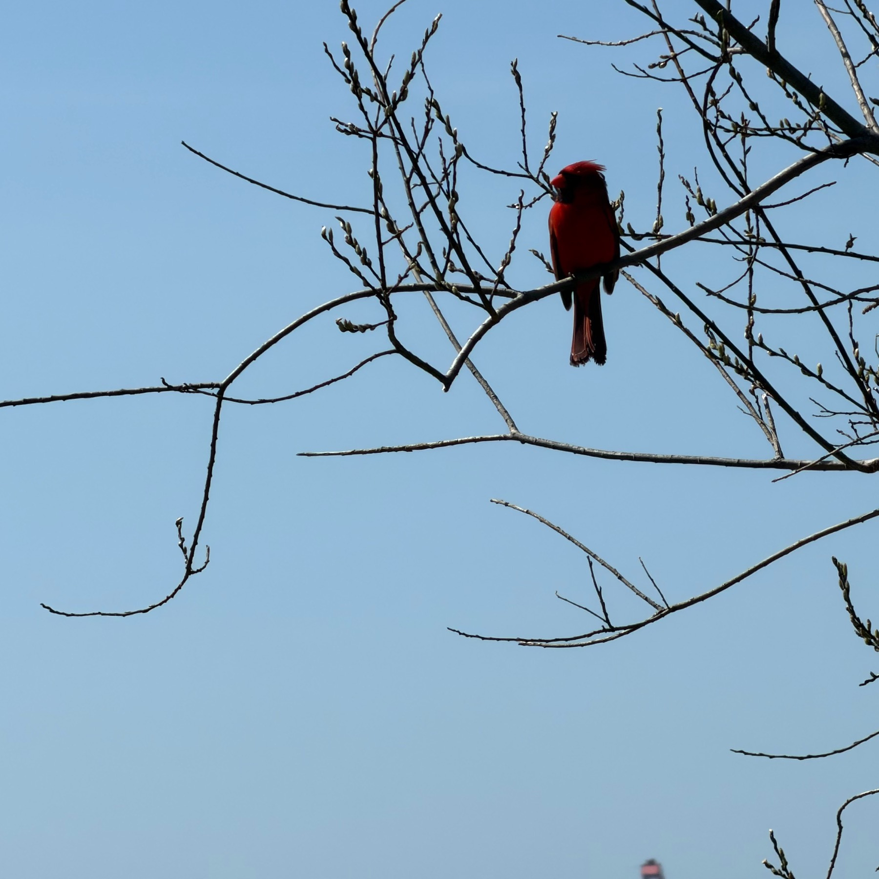 Red cardinal bird on branches with light blue sky in the background 