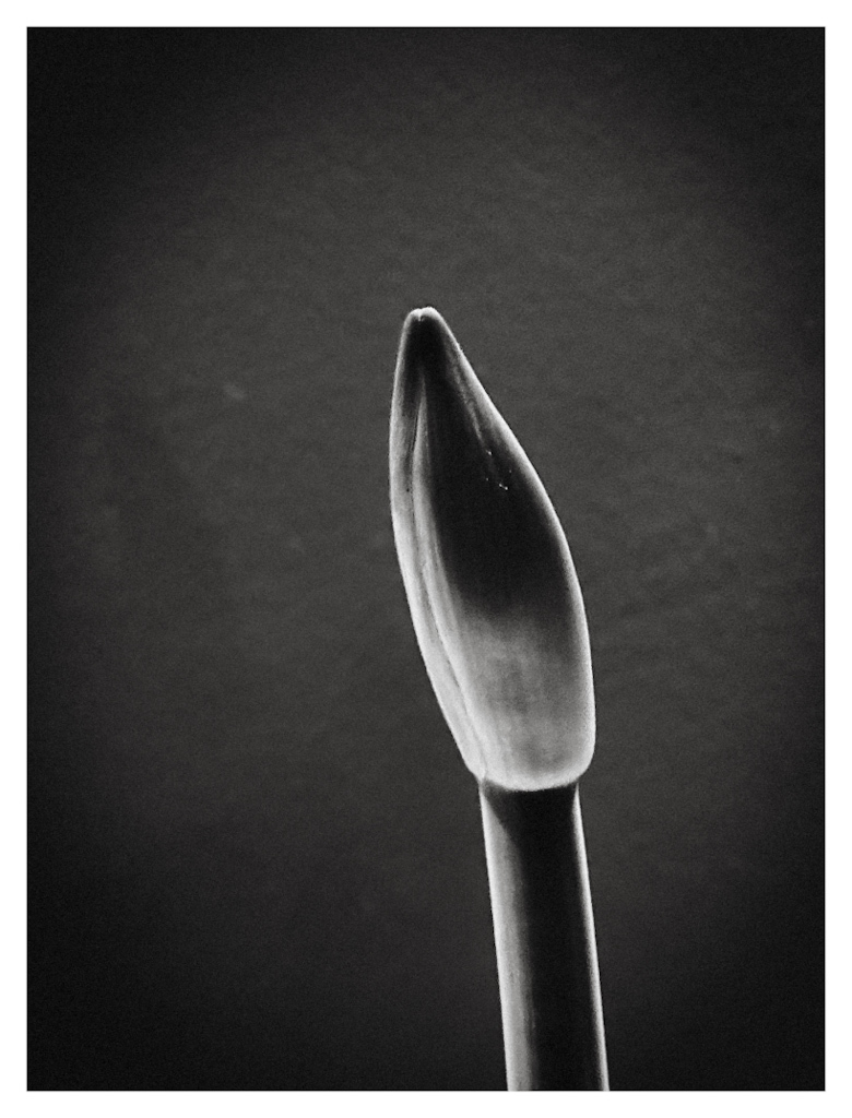 Amaryllis flower stalk with the flower still in the bud, in black and white.  