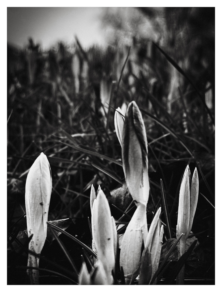 Crocuses starting to bloom in the lawn in February, shot from below in black and white. 