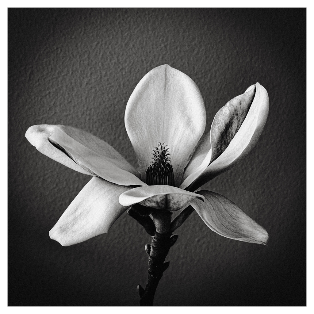 Flower of a magnolia, centered in the frame against the backdrop of a wall. In black and white. 